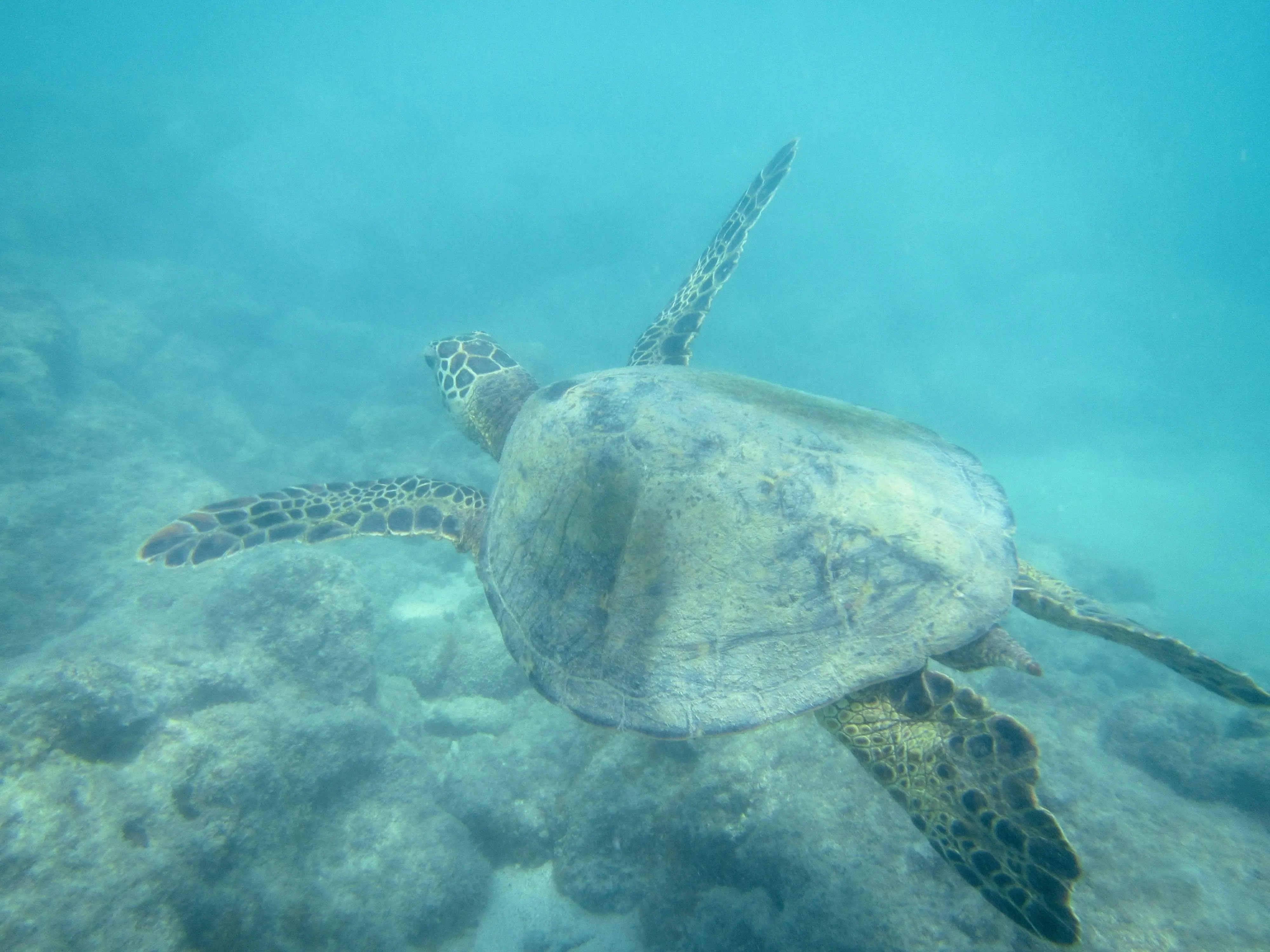 Green sea turtle swimming through clear turquoise water above rocky seabed at Mahaiula Beach on the Big Island, Hawaii.