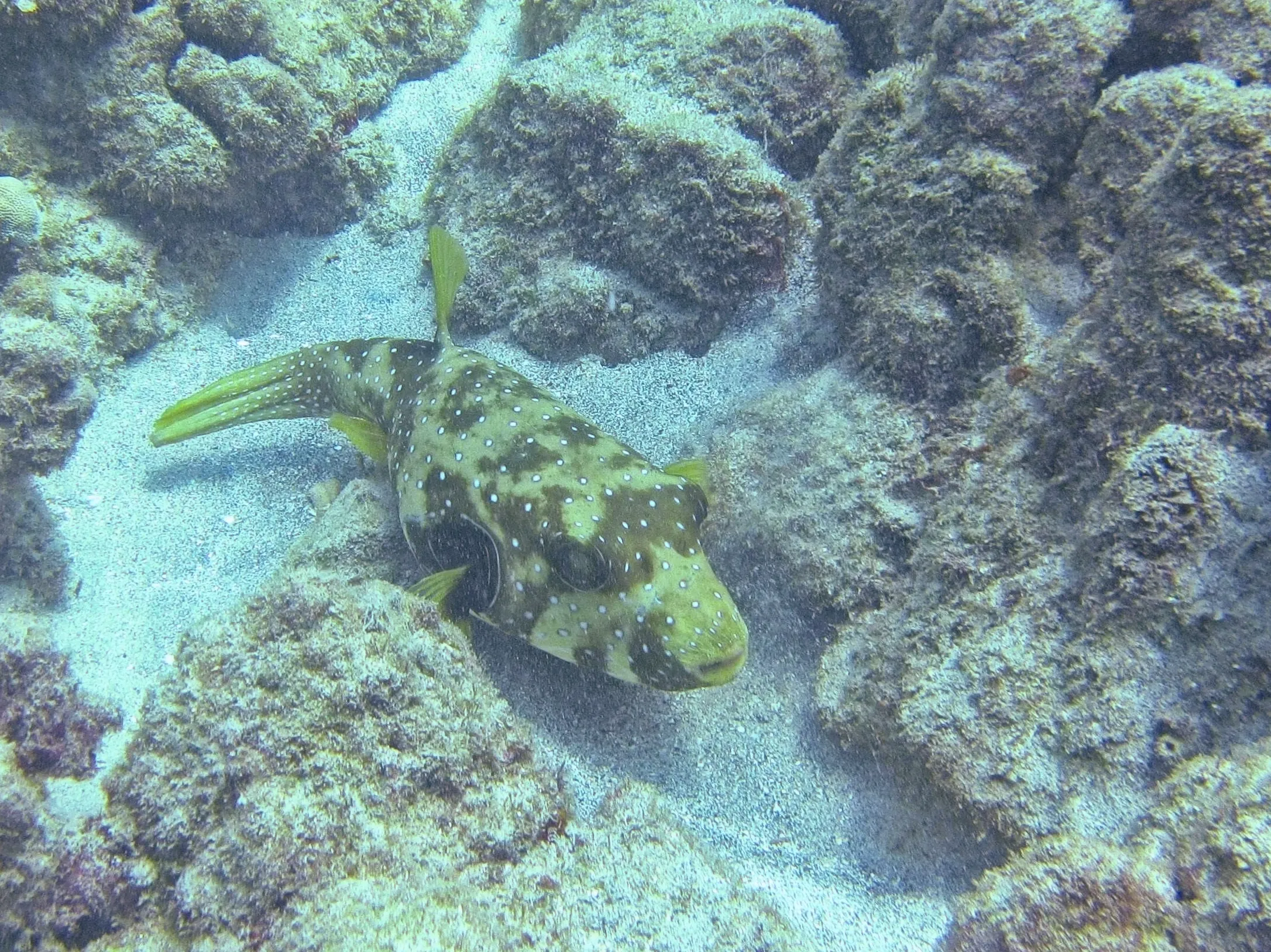 Guineafowl puffer with white spots and yellow fins resting on sandy reef among volcanic rocks at Kaunaʻoa (Mauna Kea) Beach on the Big Island, Hawaii.