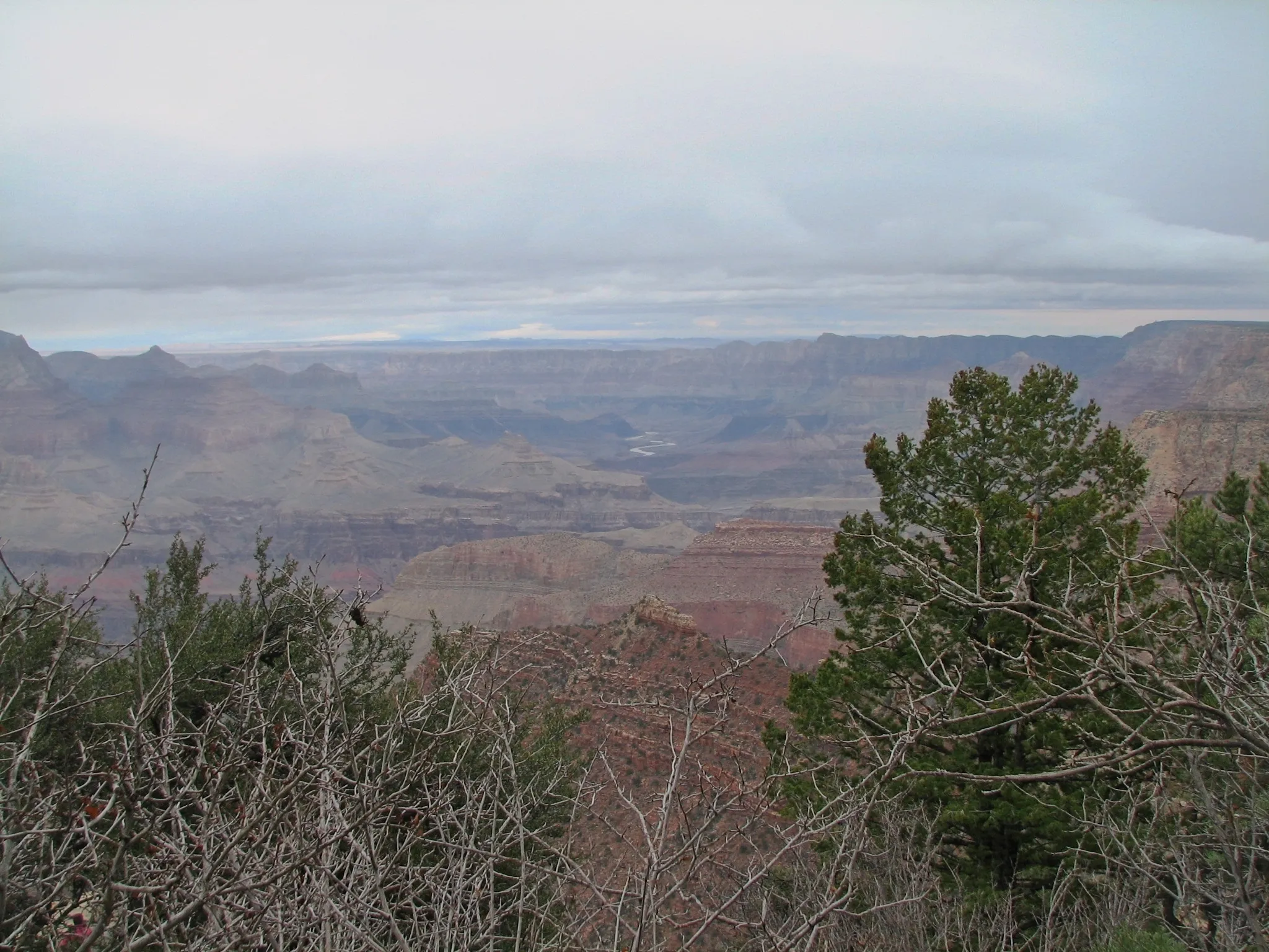 Grand Canyon with Colorado River visible through trees under overcast sky.