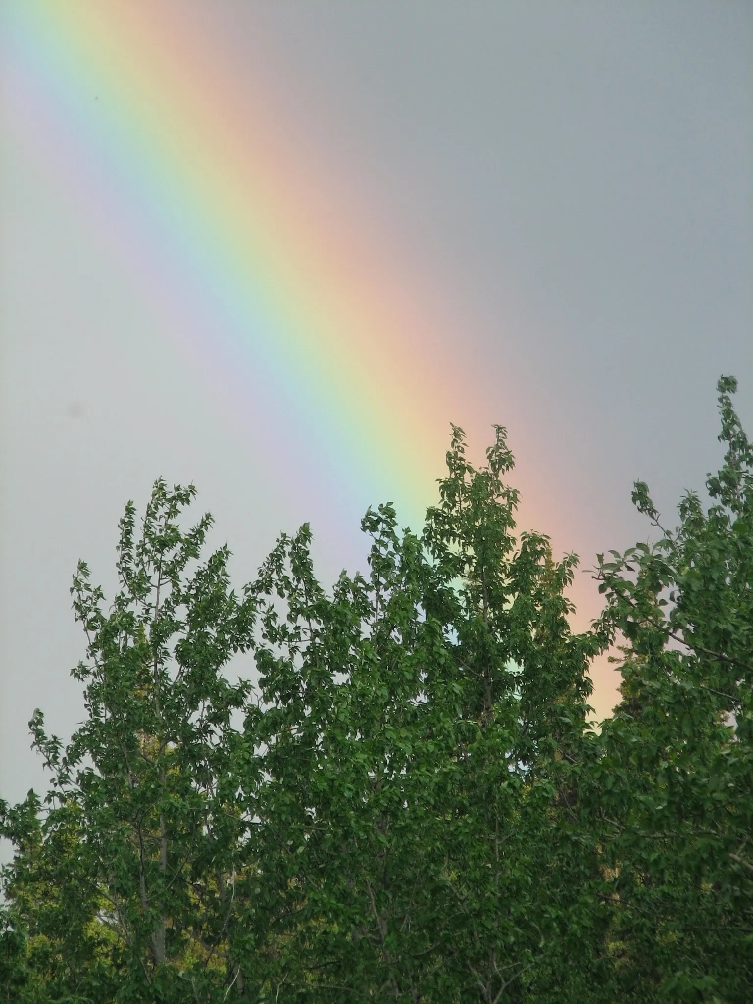 Rainbow arcing over green trees near midnight in Kako, Alaska.