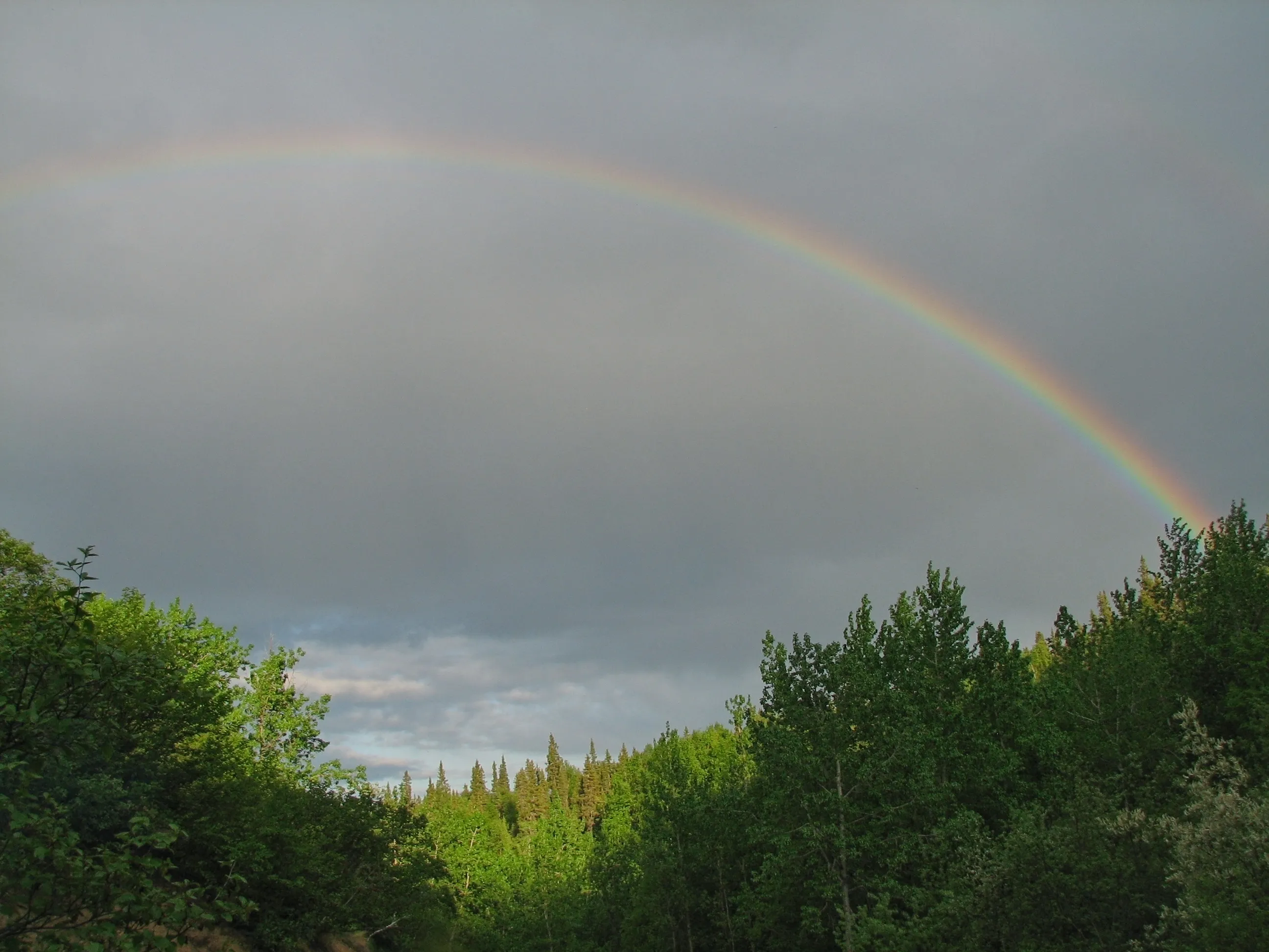 Rainbow descending into a forest at midnight in Kako, Alaska.