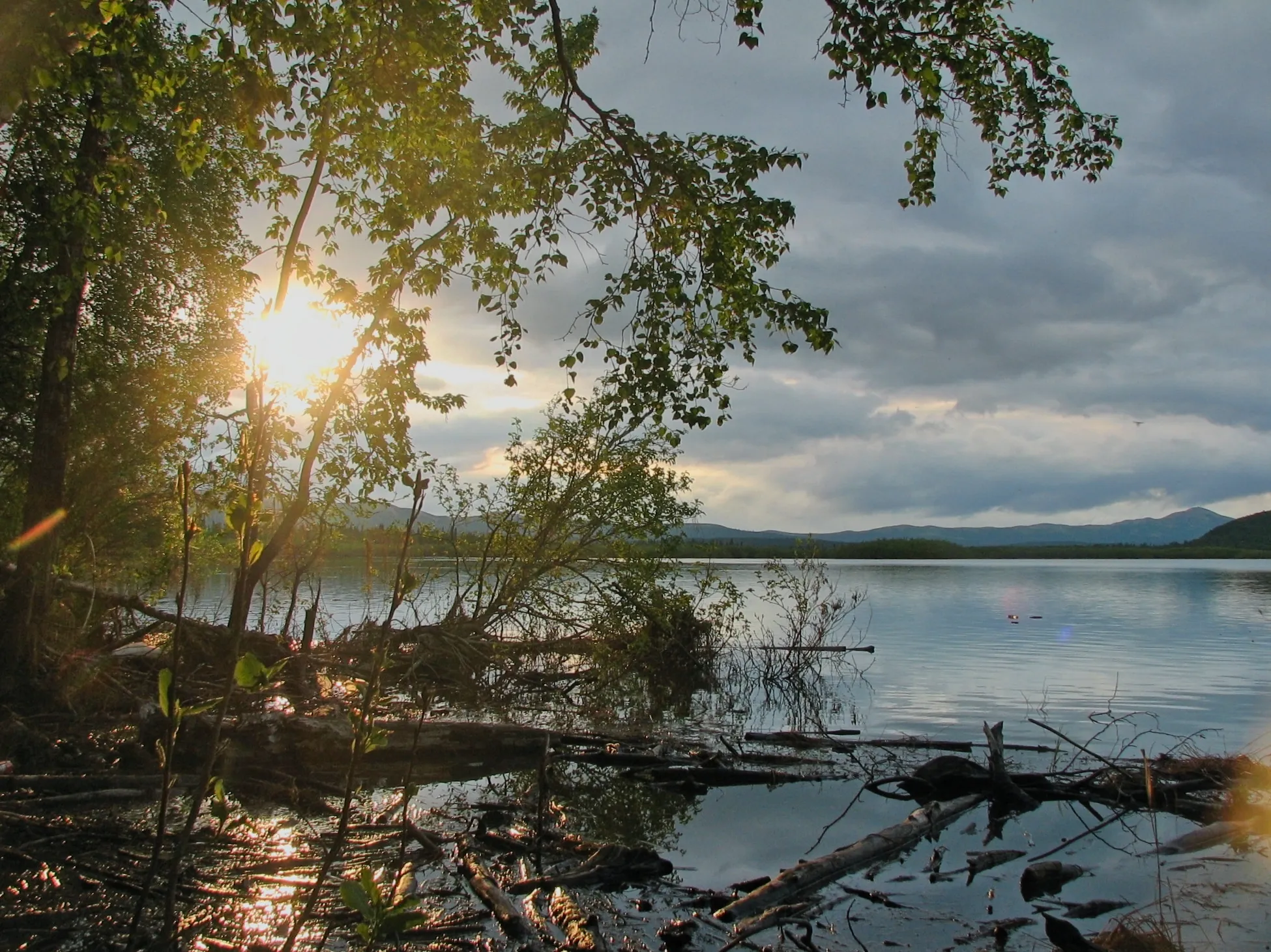 Low sun through birch branches over a calm Alaska lake near Kako, Alaska.