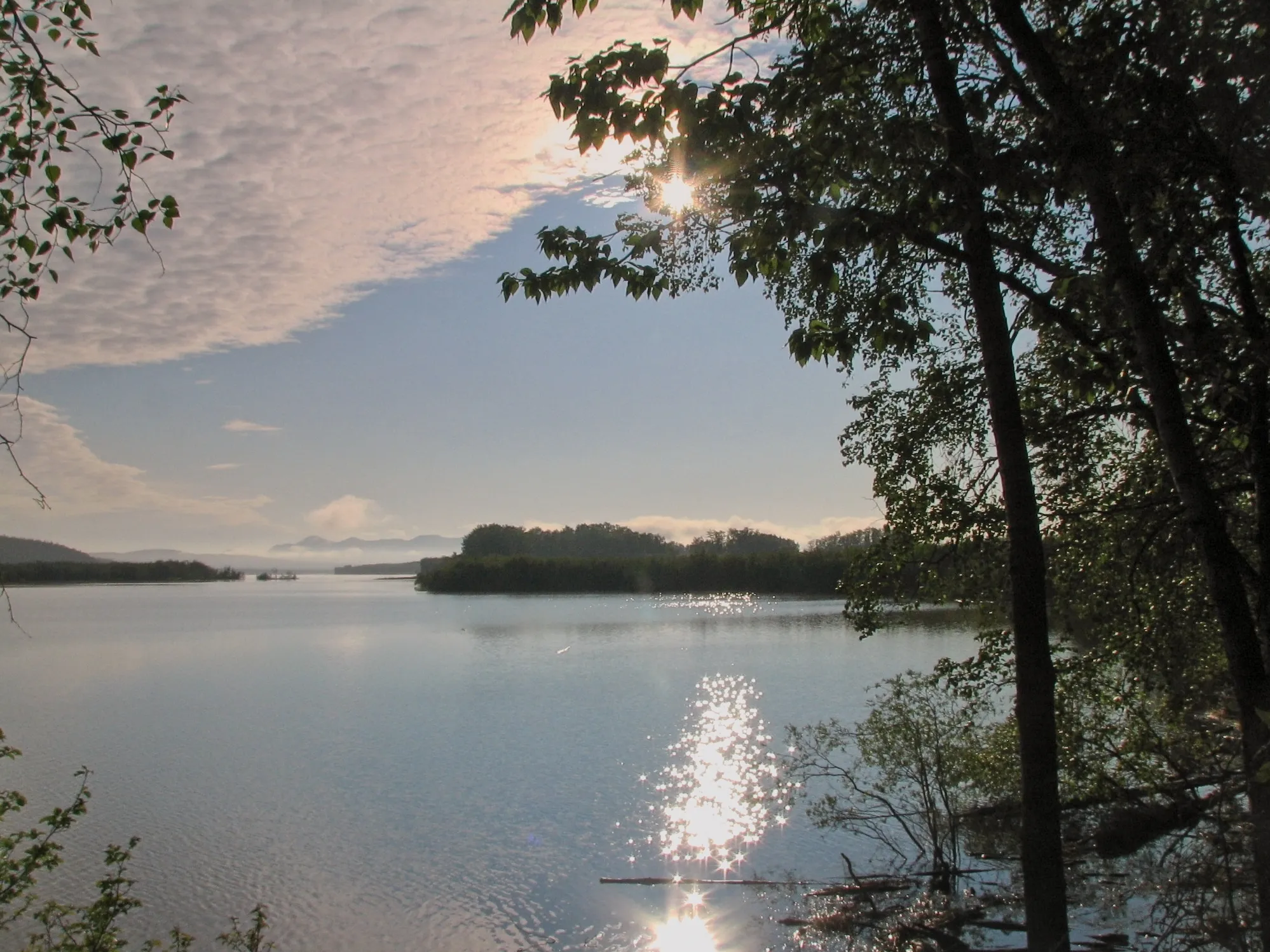 Sun glinting on a lake viewed through silhouetted birch branches in Alaska.