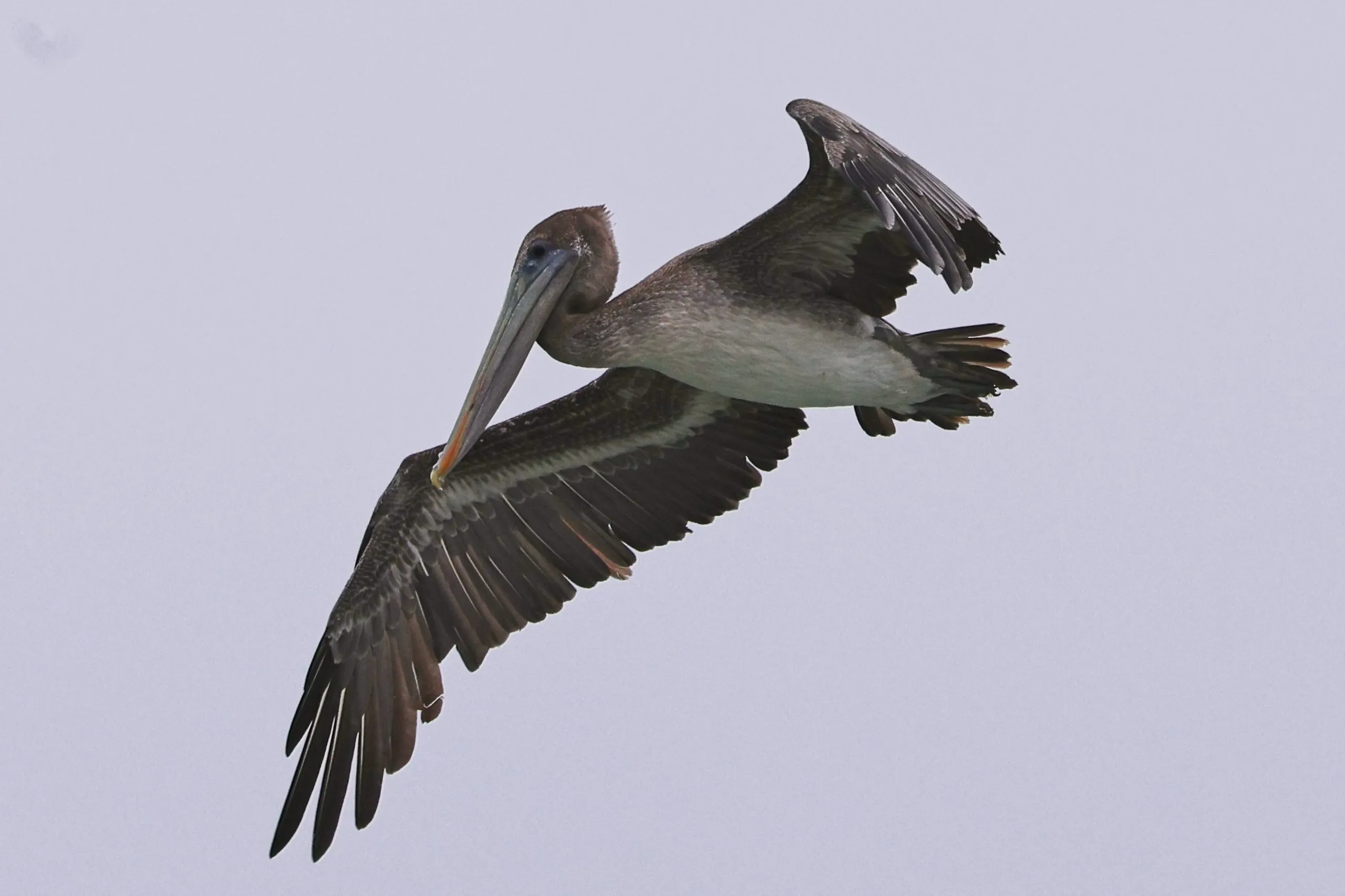Brown pelican gliding in La Jolla, CA.
