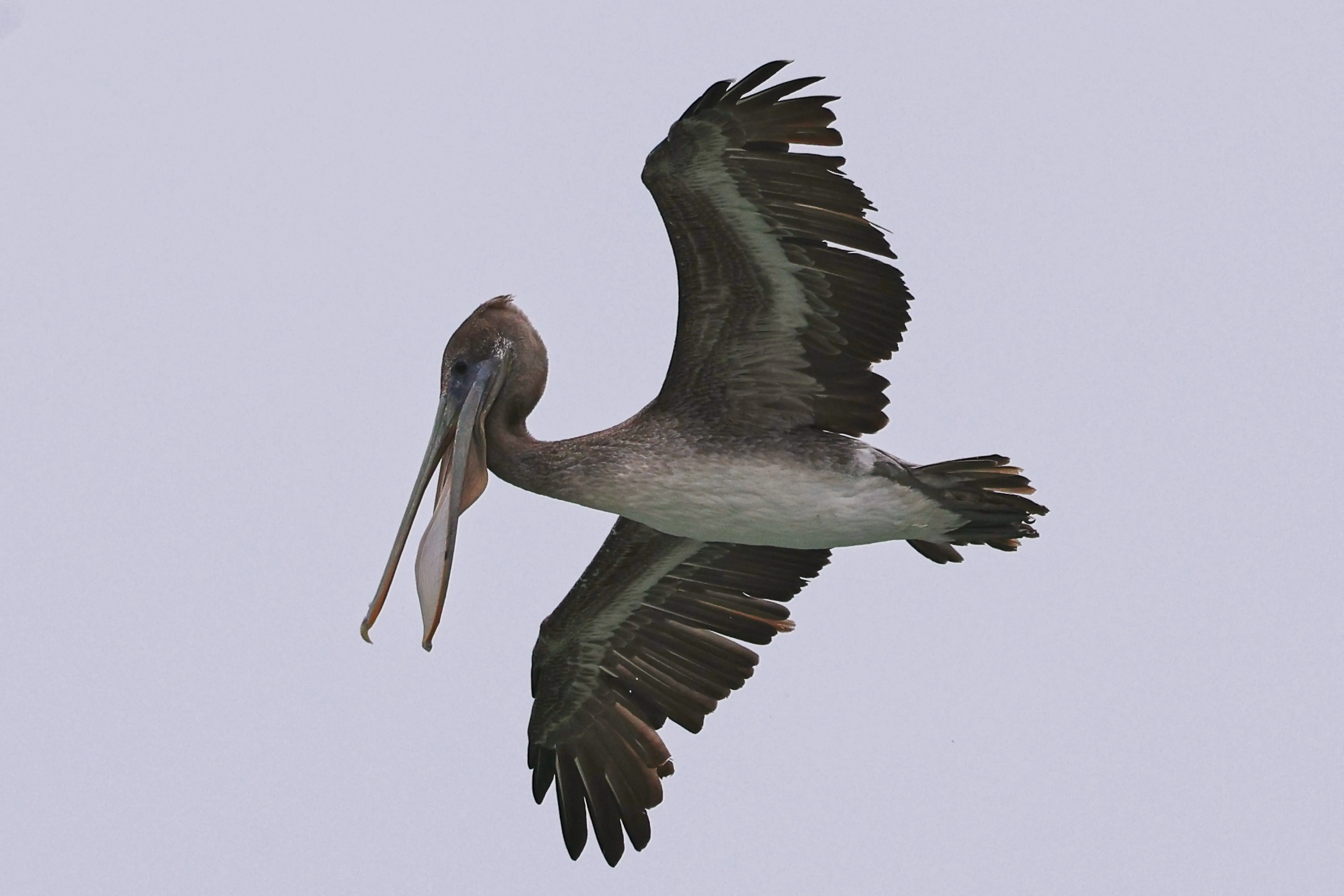 Brown pelican in flight with bill wide open over La Jolla.
