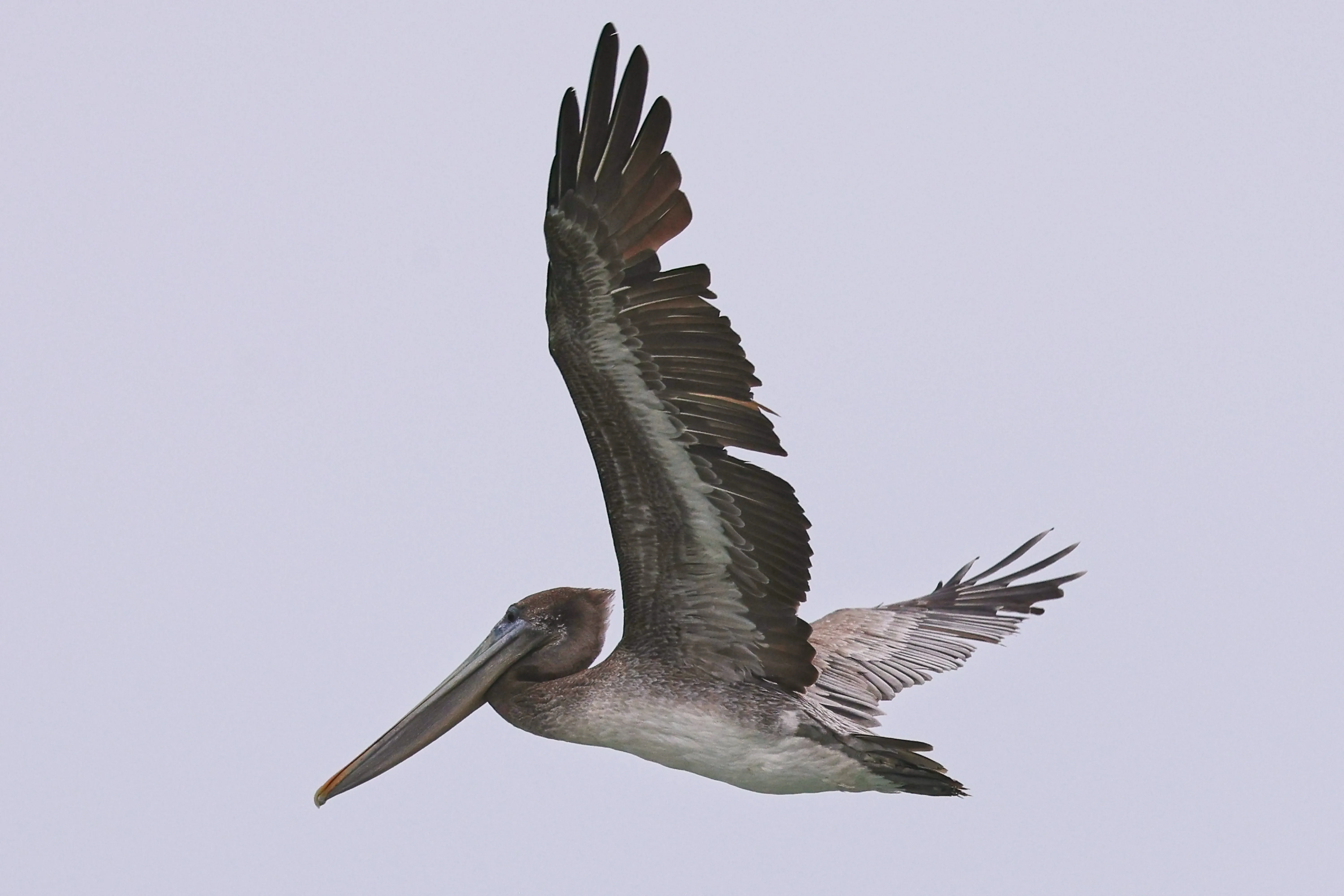 Brown pelican gliding with wings spread over La Jolla.