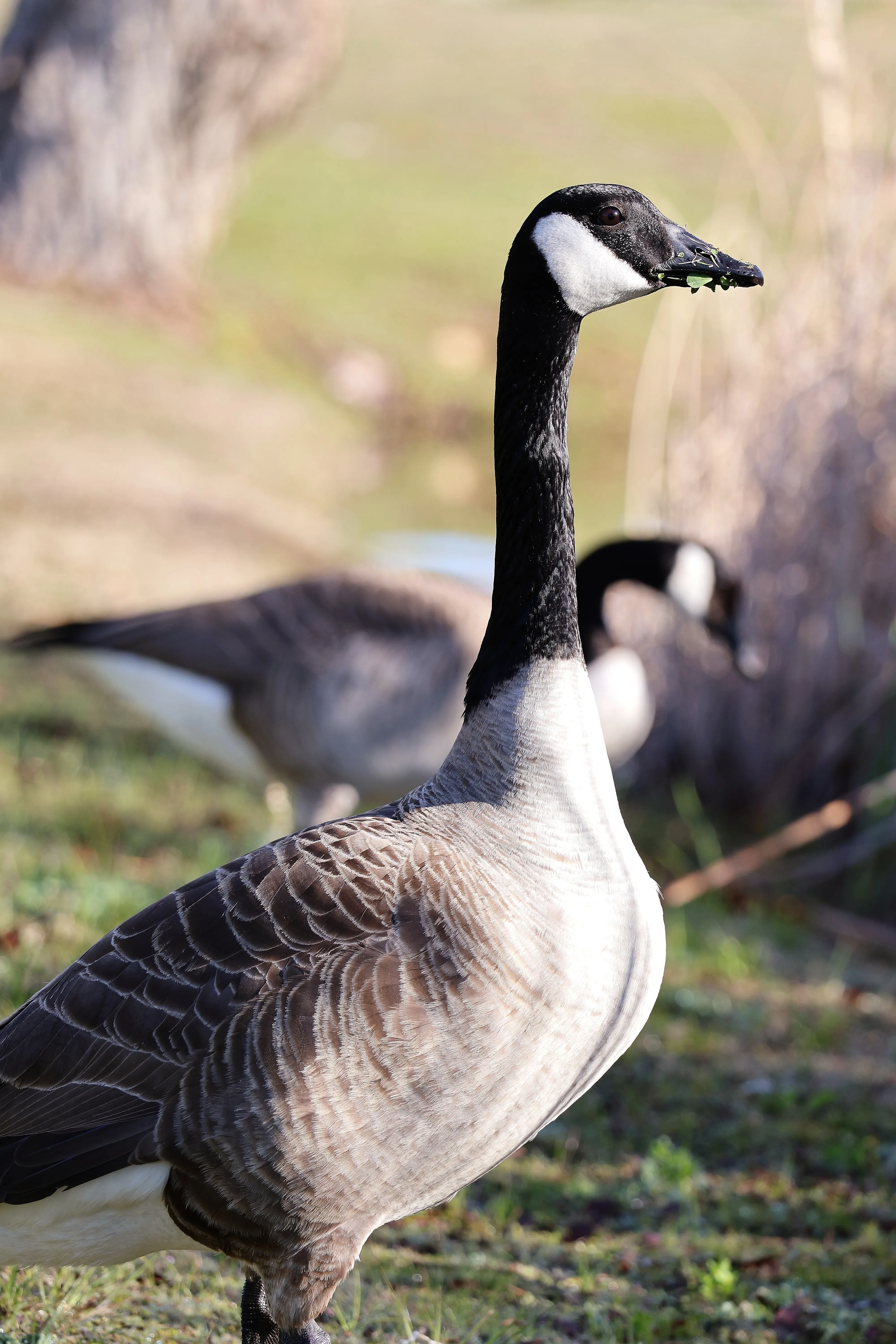 Canada geese with head-and-neck profiles against wetland reeds in San Diego, California.