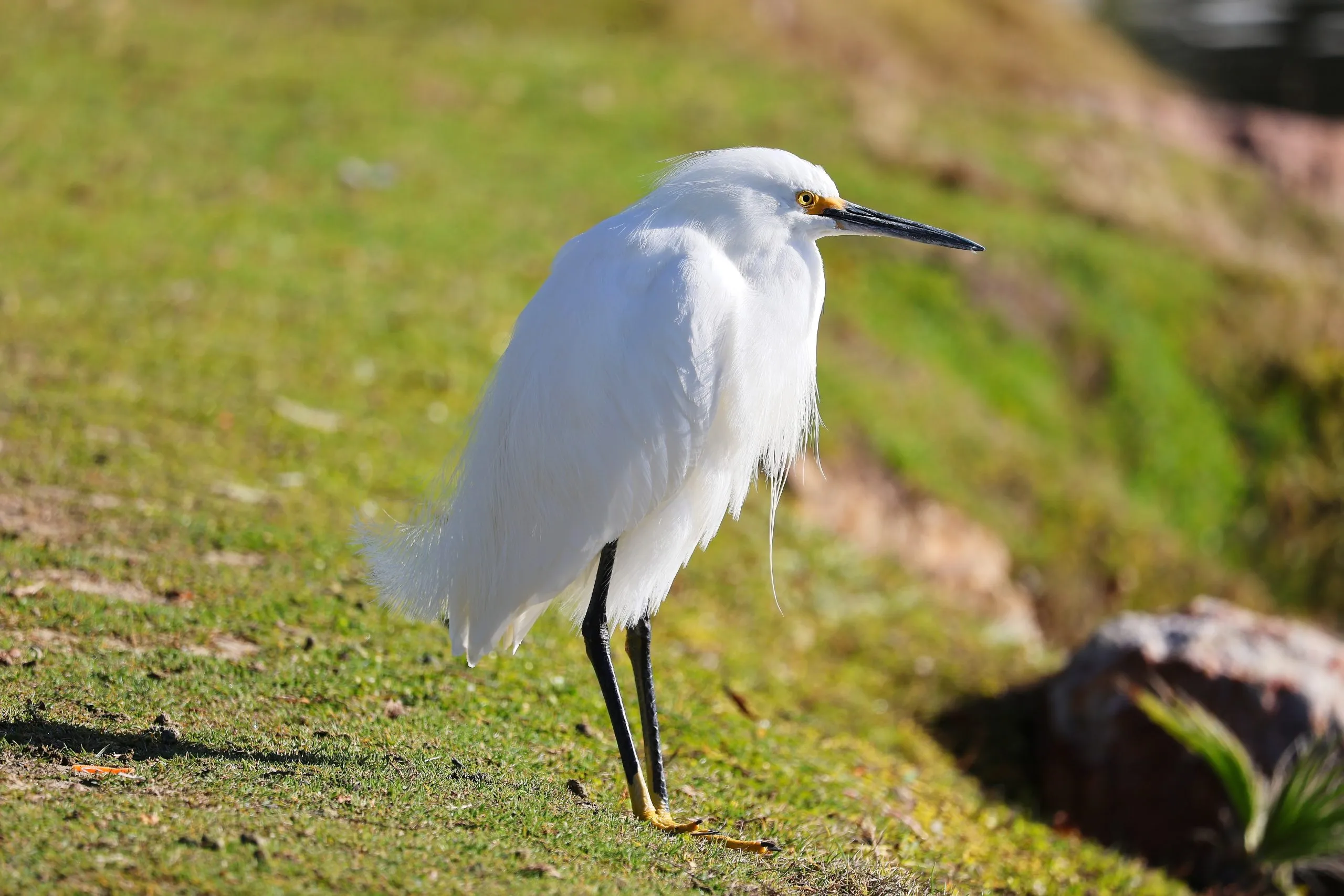 Snowy egret standing in sunlit grass near a lake, San Diego, CA.