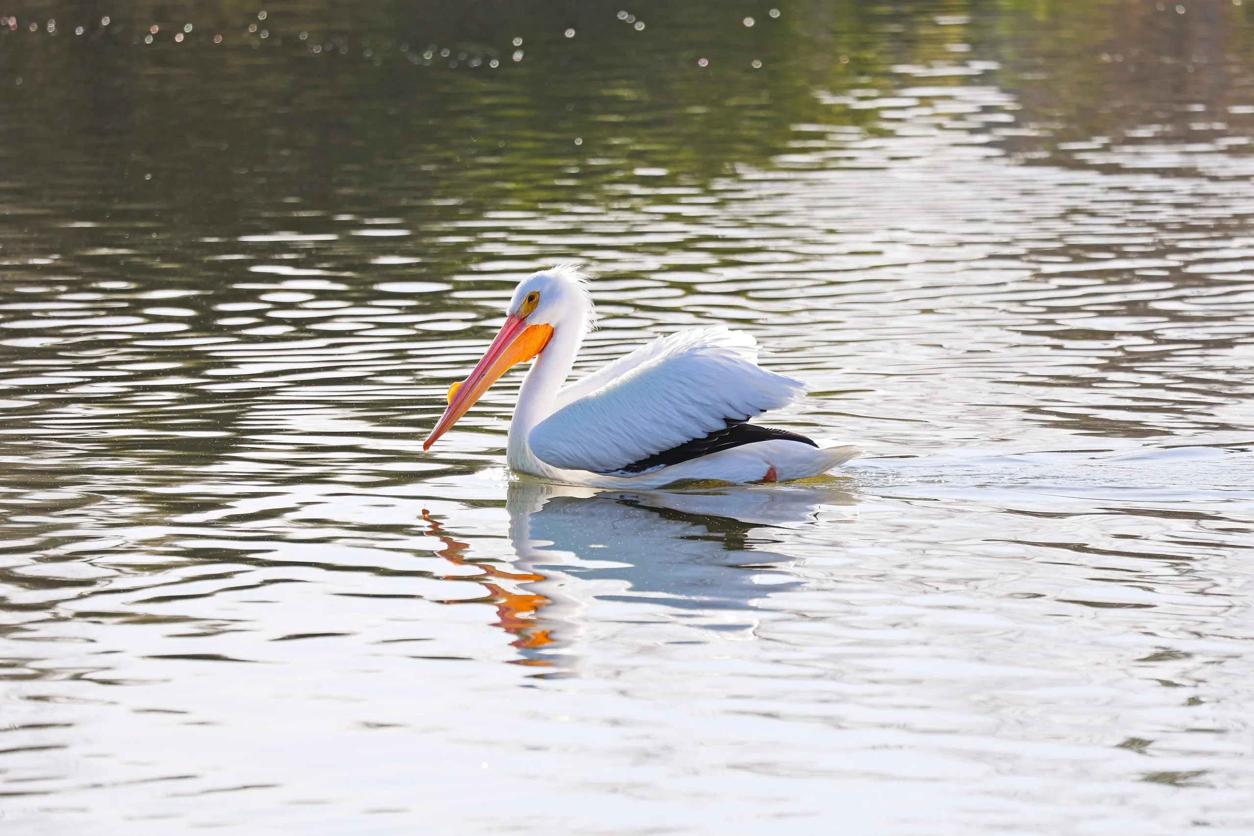 American white pelican swimming on calm water with its orange bill reflected below, San Diego.