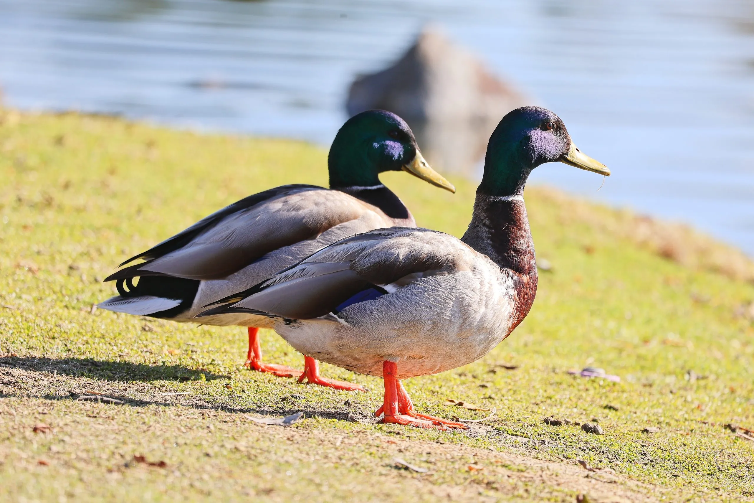 Two male mallard ducks standing on the grassy shore of a lake in San Diego, CA.