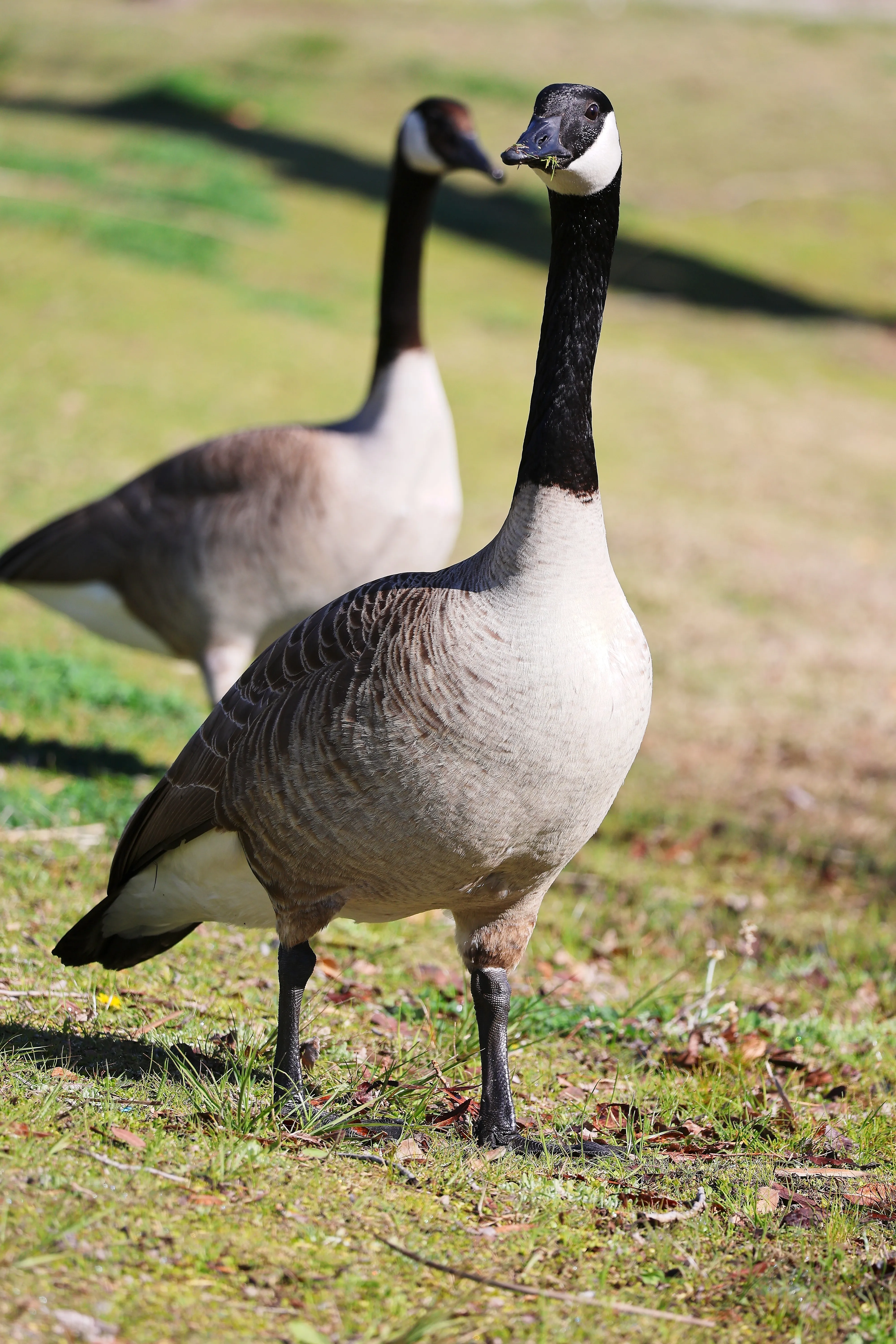 Canada Goose with grass on its bill, standing in a meadow.
