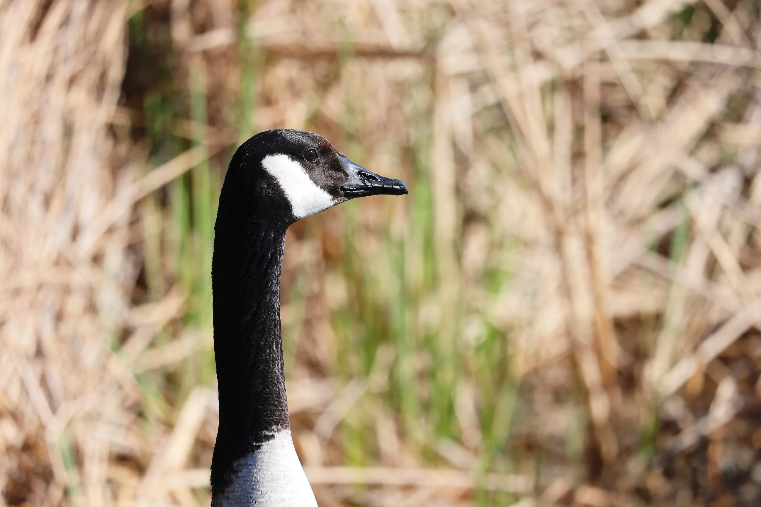 Canada geese with head-and-neck profiles against wetland reeds in San Diego, California.