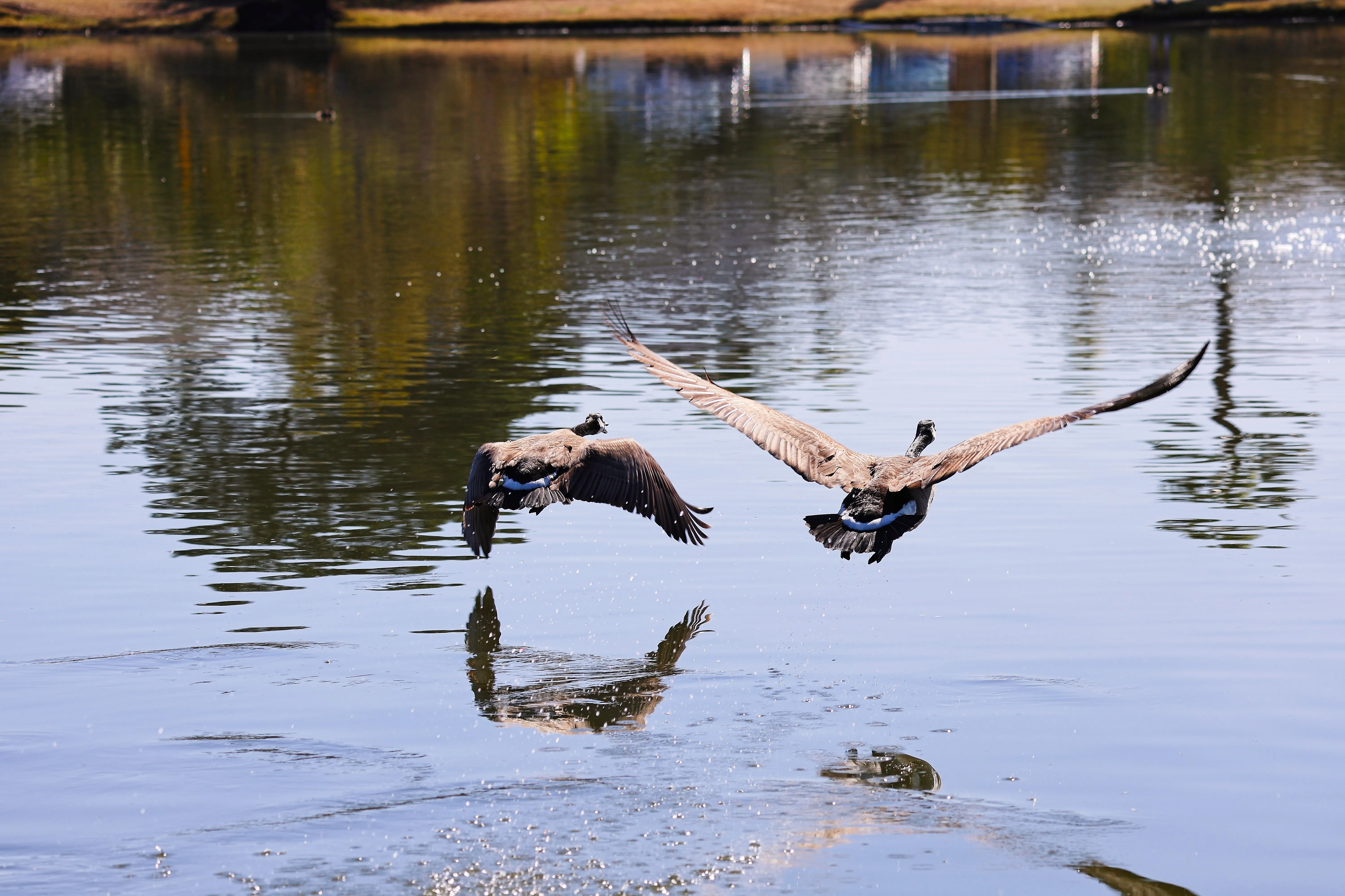 Two Canada geese taking off from a lake with wings spread.