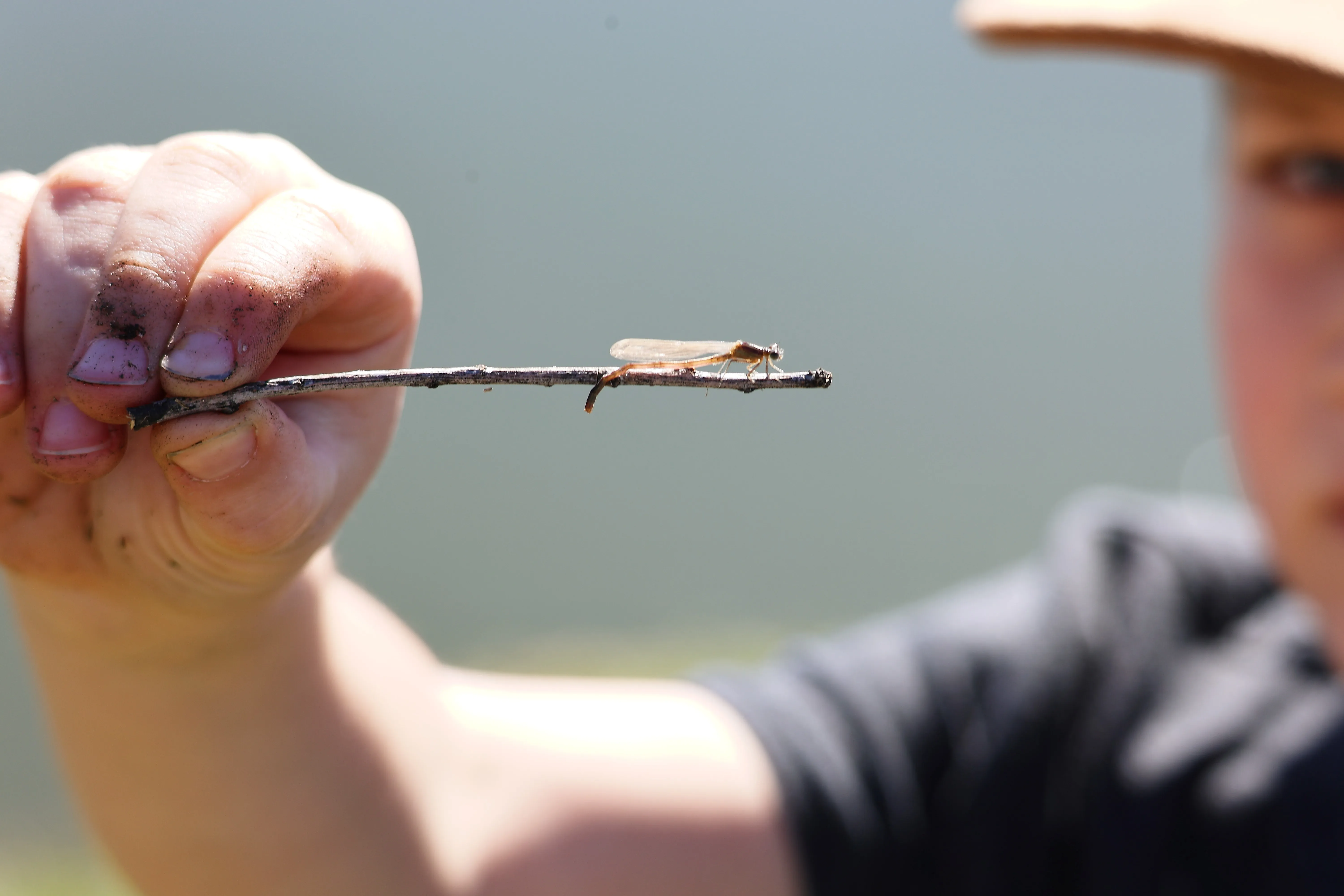 Damselfly perched on a twig held by a child's hand in San Diego.