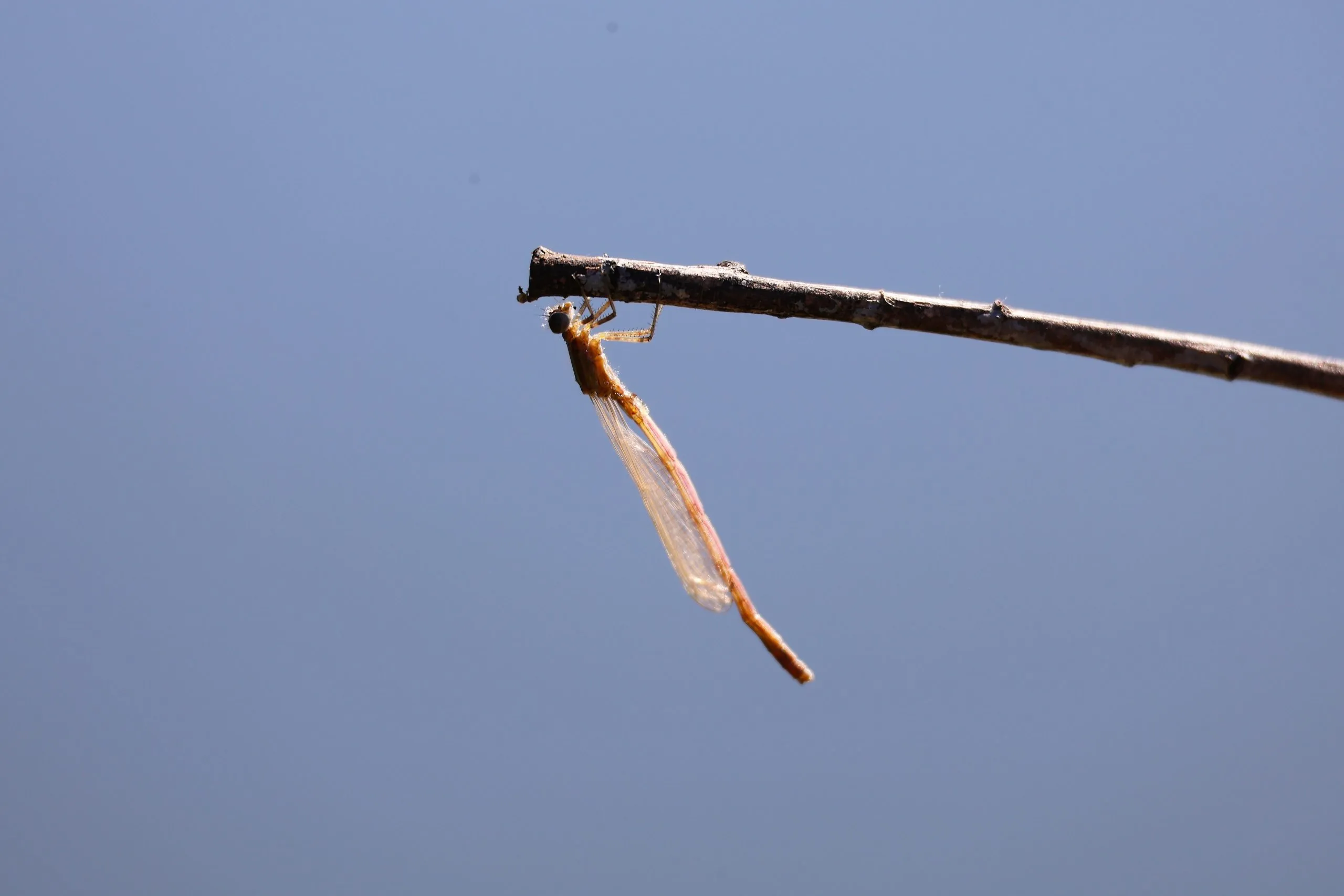 Damselfly hanging from a twig against a blue sky in San Diego, California.