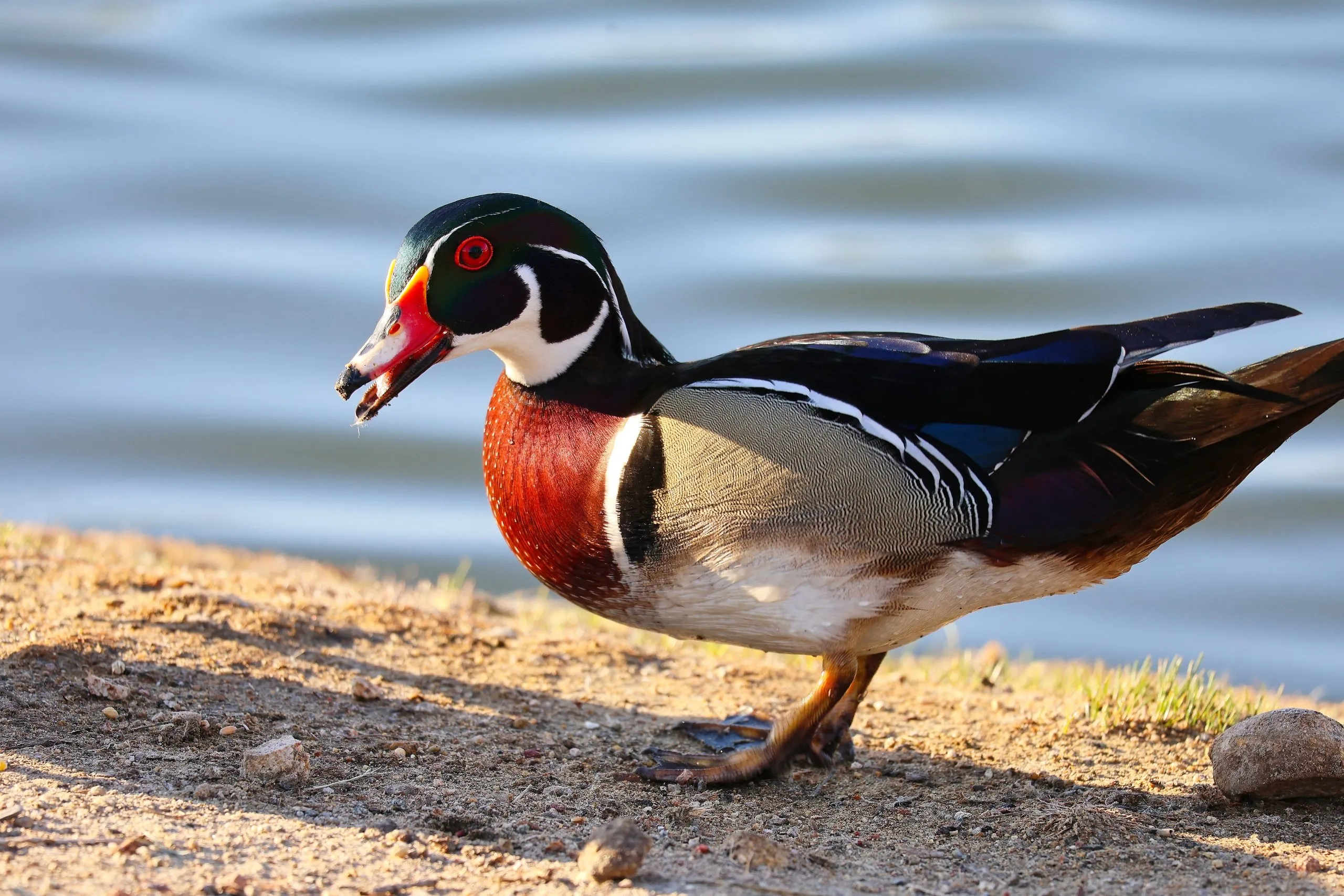Wood duck standing on sandy bank with bill open beside rippling water, San Diego, CA.
