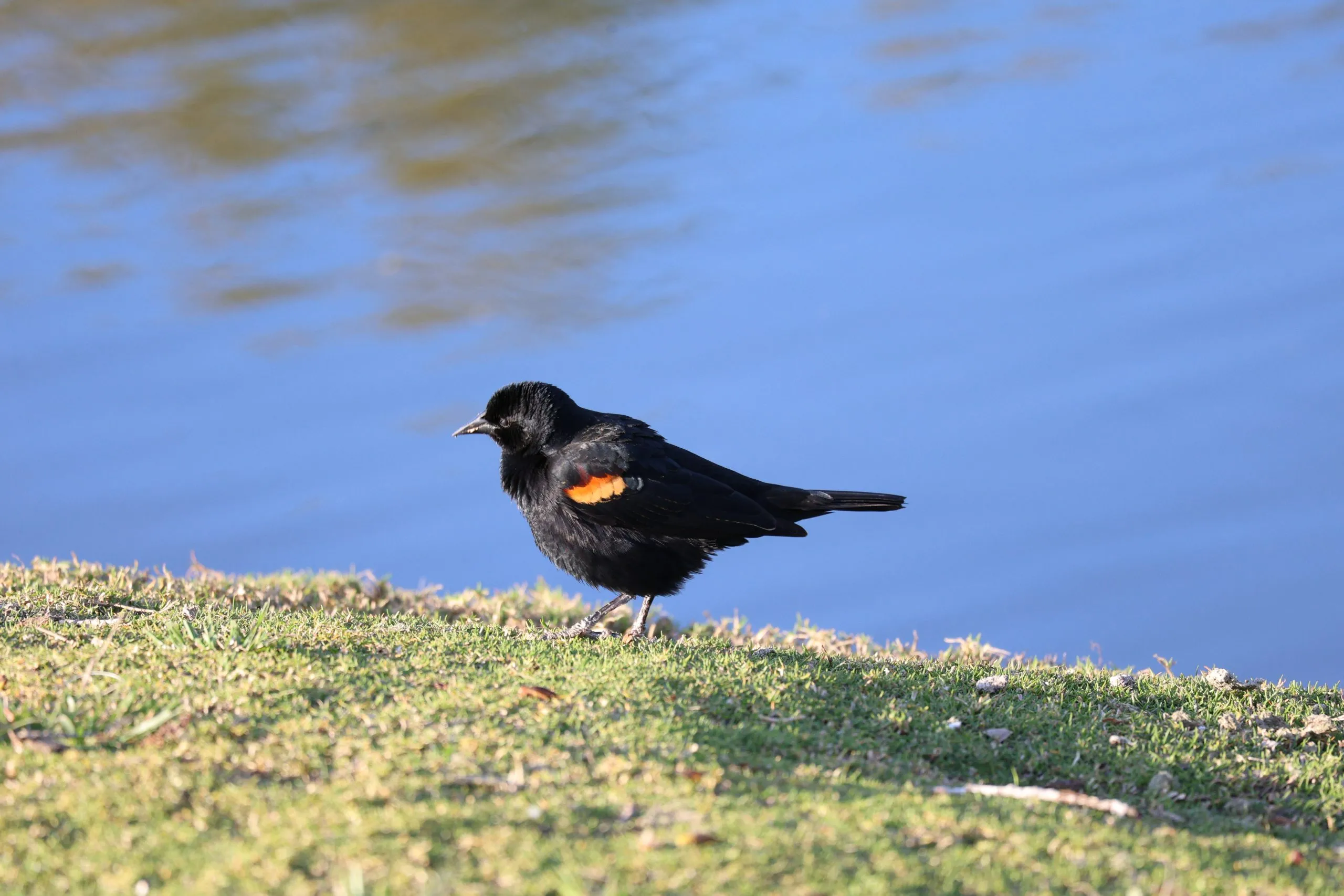 Red-winged blackbird with a red shoulder patch standing at the edge of a lake in San Diego, CA.