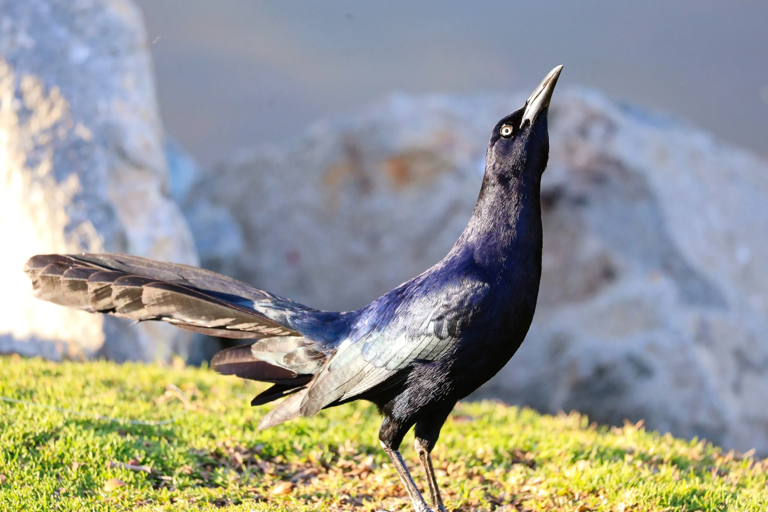 Great-tailed grackle with iridescent black feathers tilted upward on grass in San Diego.