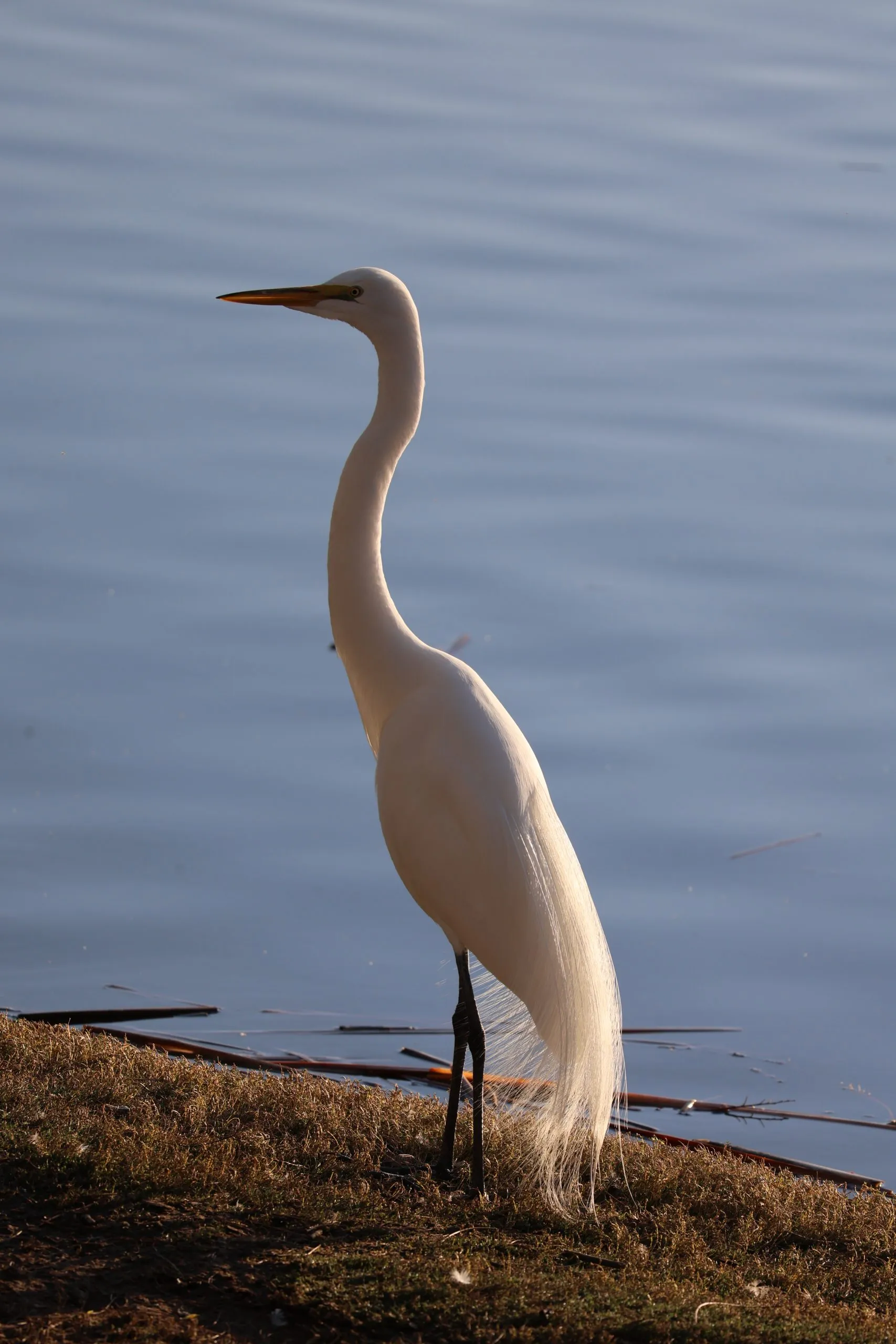 Great egret standing at the edge of a lake with breeding plumes trailing, San Diego.