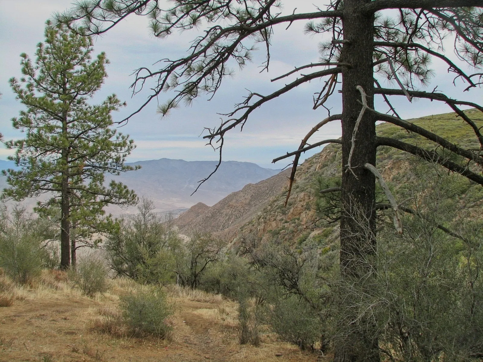 Pine forests, canyon overlooks.