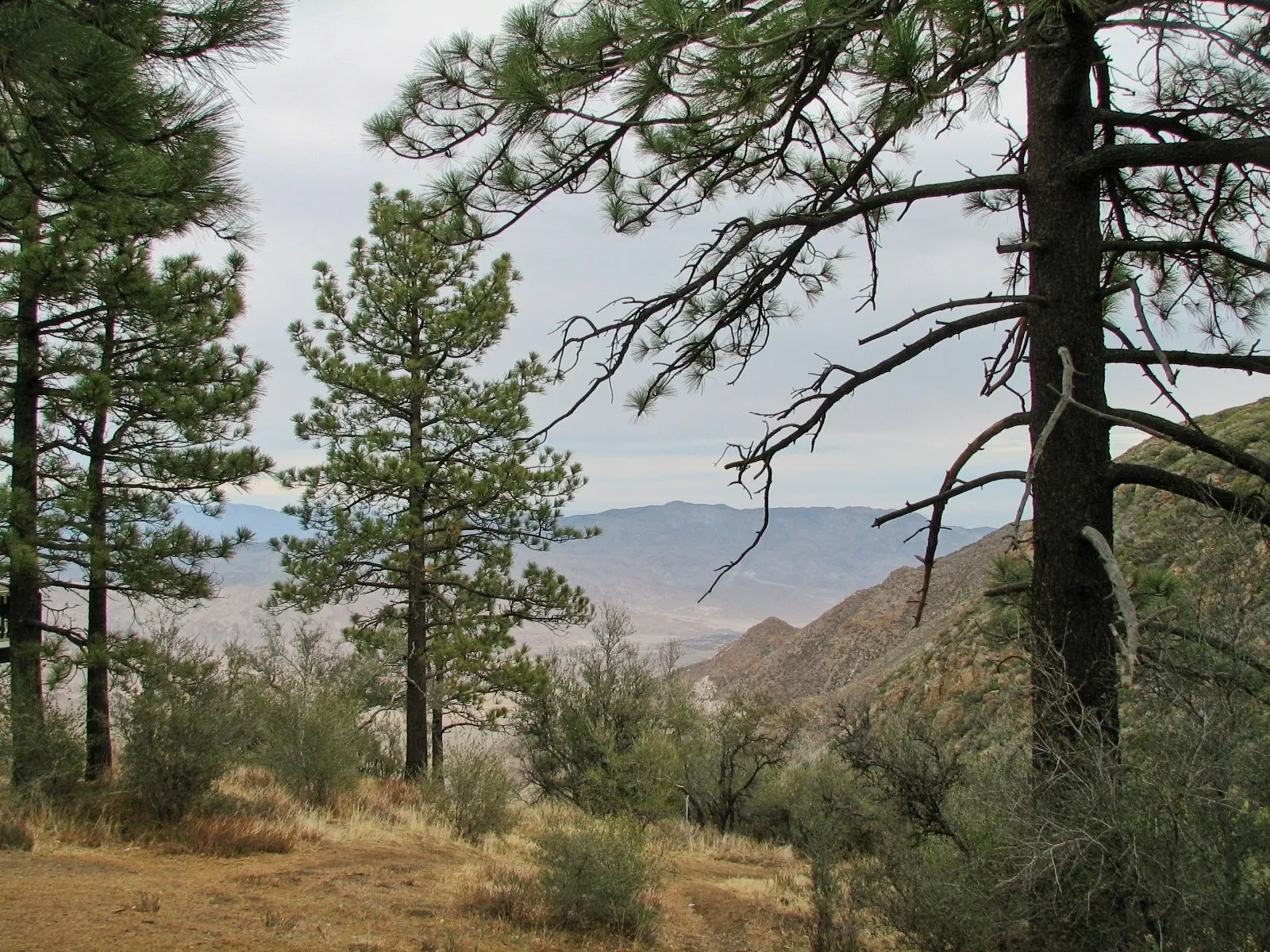 Pine trees on a rocky hillside overlooking a hazy desert valley at Mount Laguna, California.