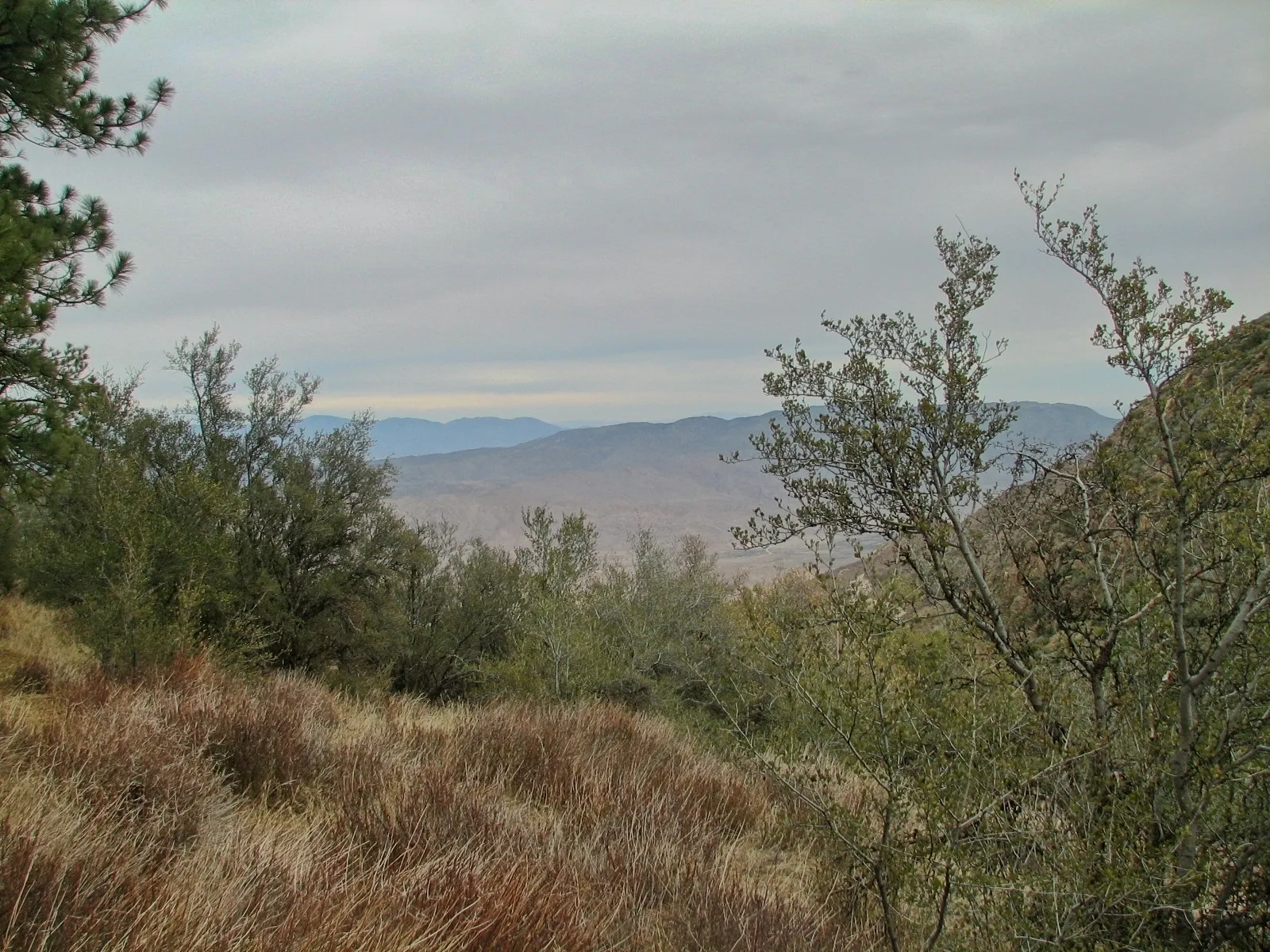 Grassy hillside sloping toward layered blue mountain ridges at Mount Laguna, California.