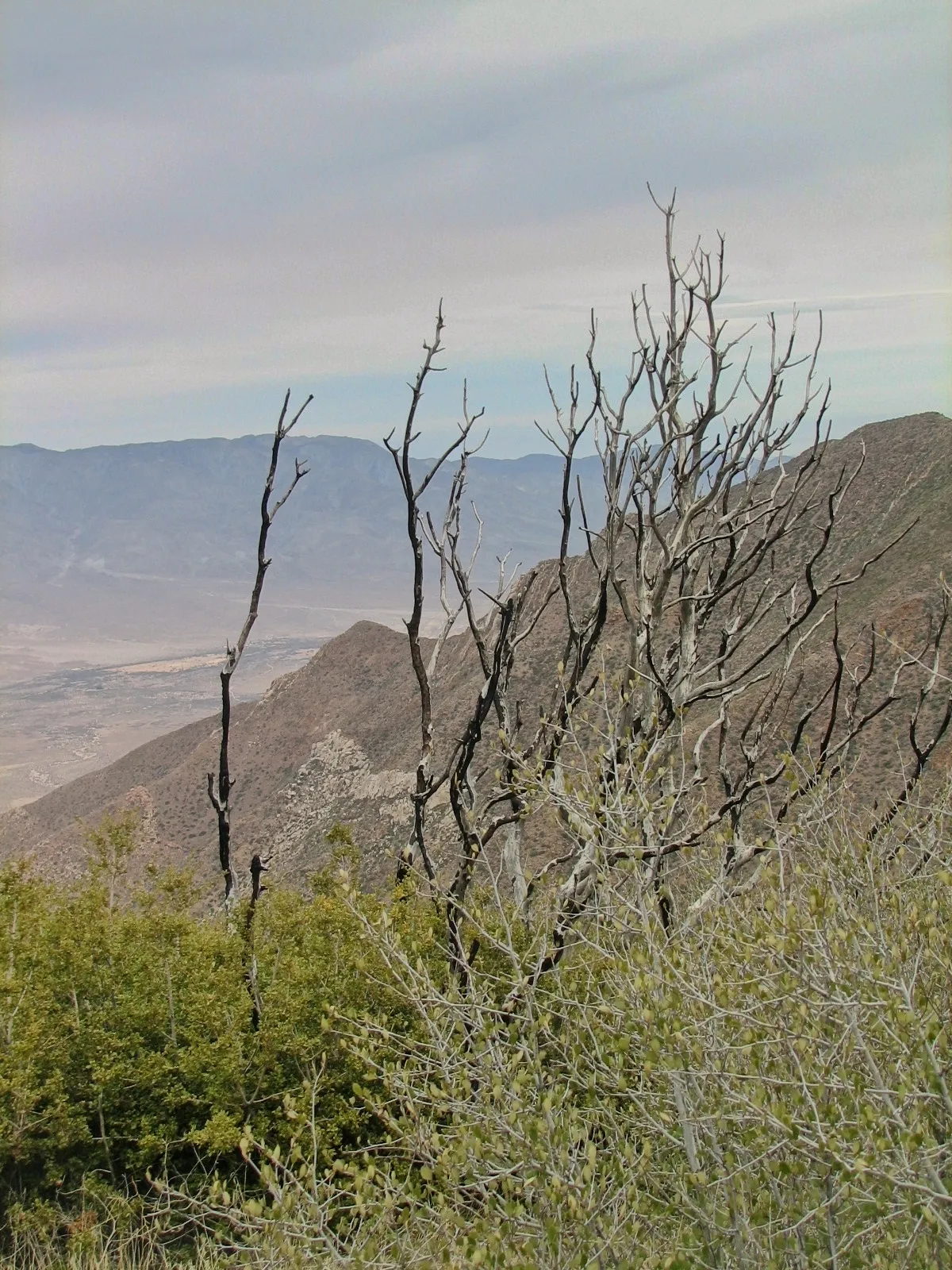 Charred tree snags overlooking a desert valley from Mount Laguna, California.