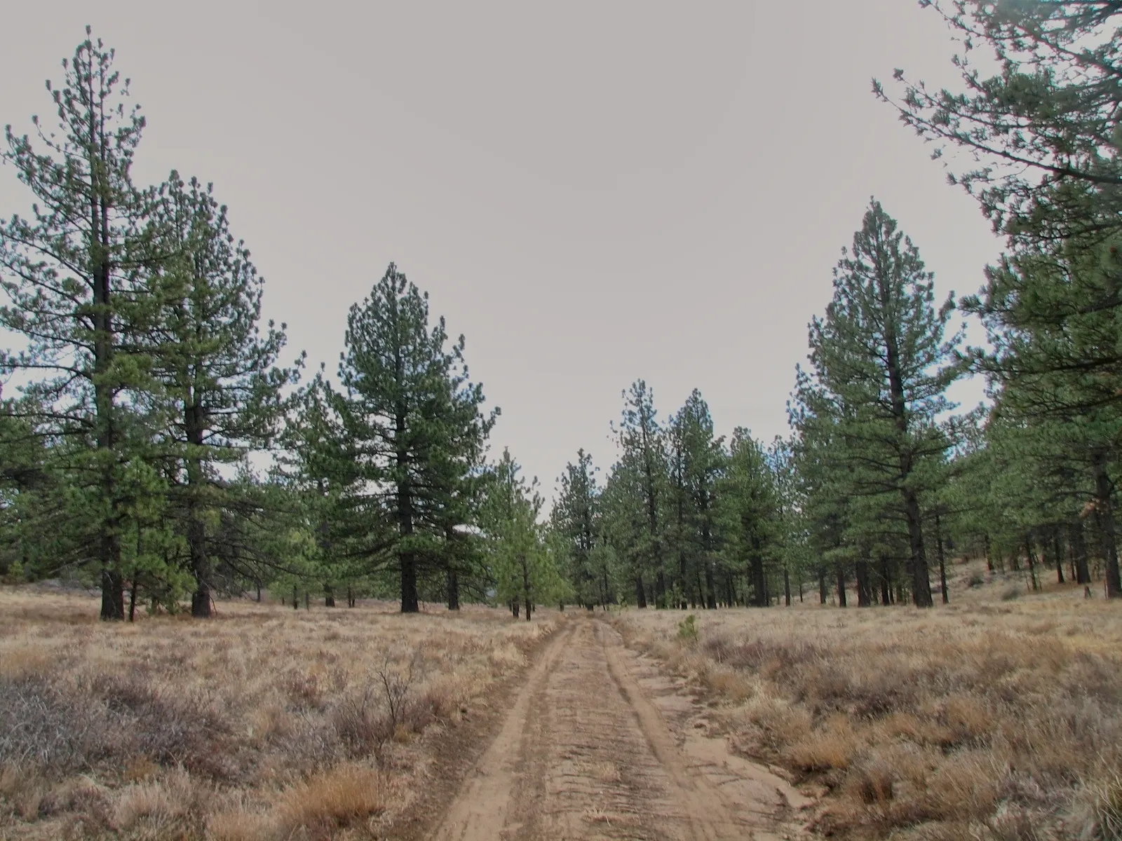 Dirt road winding through pine forest with dry grass on Mount Laguna, California.