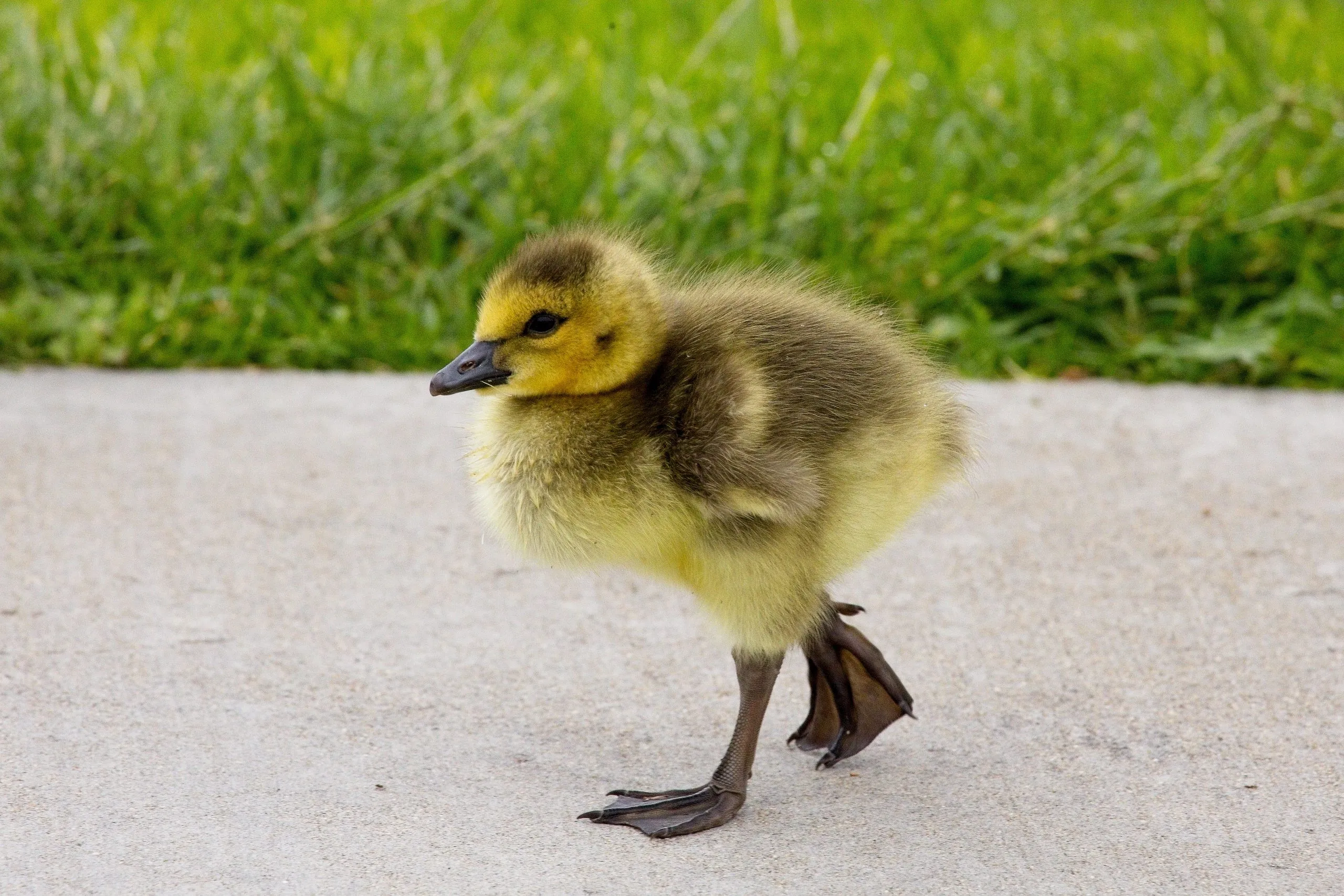 Canada gosling walking across concrete in San Diego.