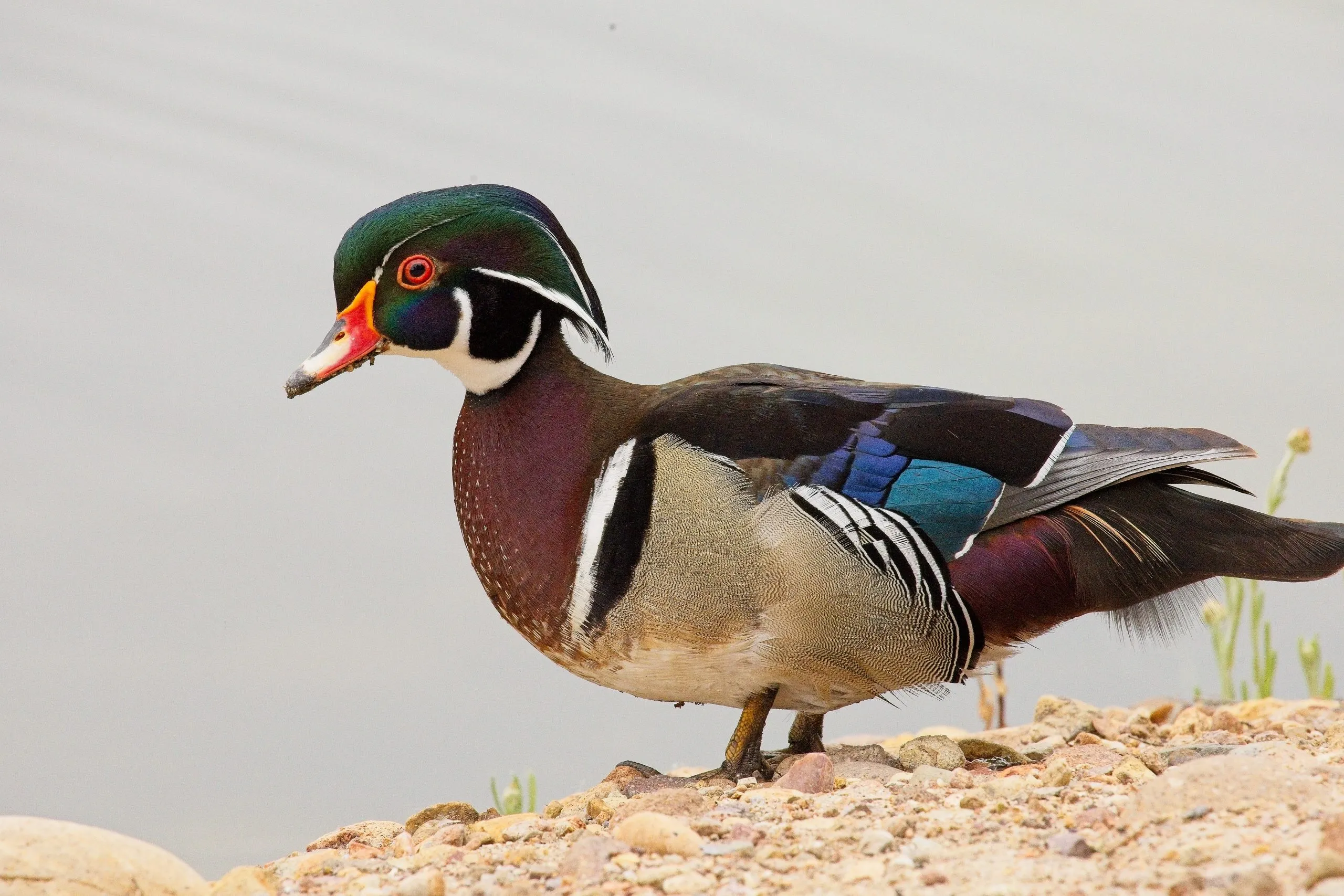 Male wood duck in profile on sandy shore with colorful plumage, San Diego, California.