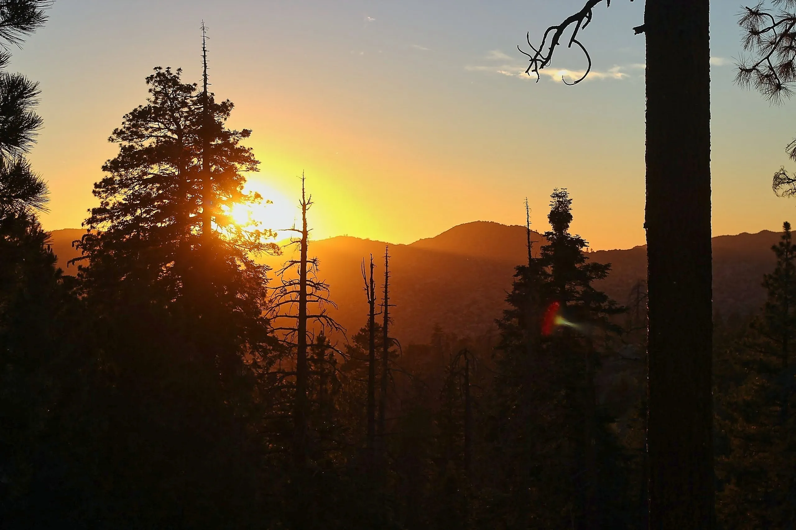 Sunset through pine trees on a hike in Big Bear, California.