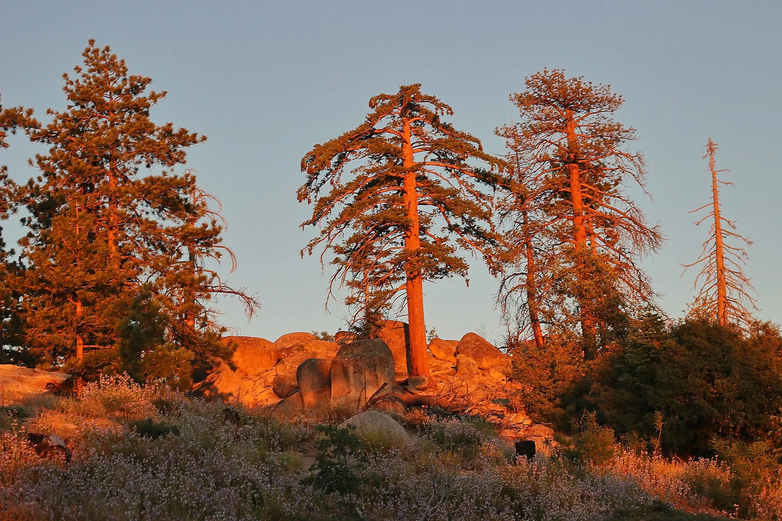 Sunset through pine trees on a hike in Big Bear, California.