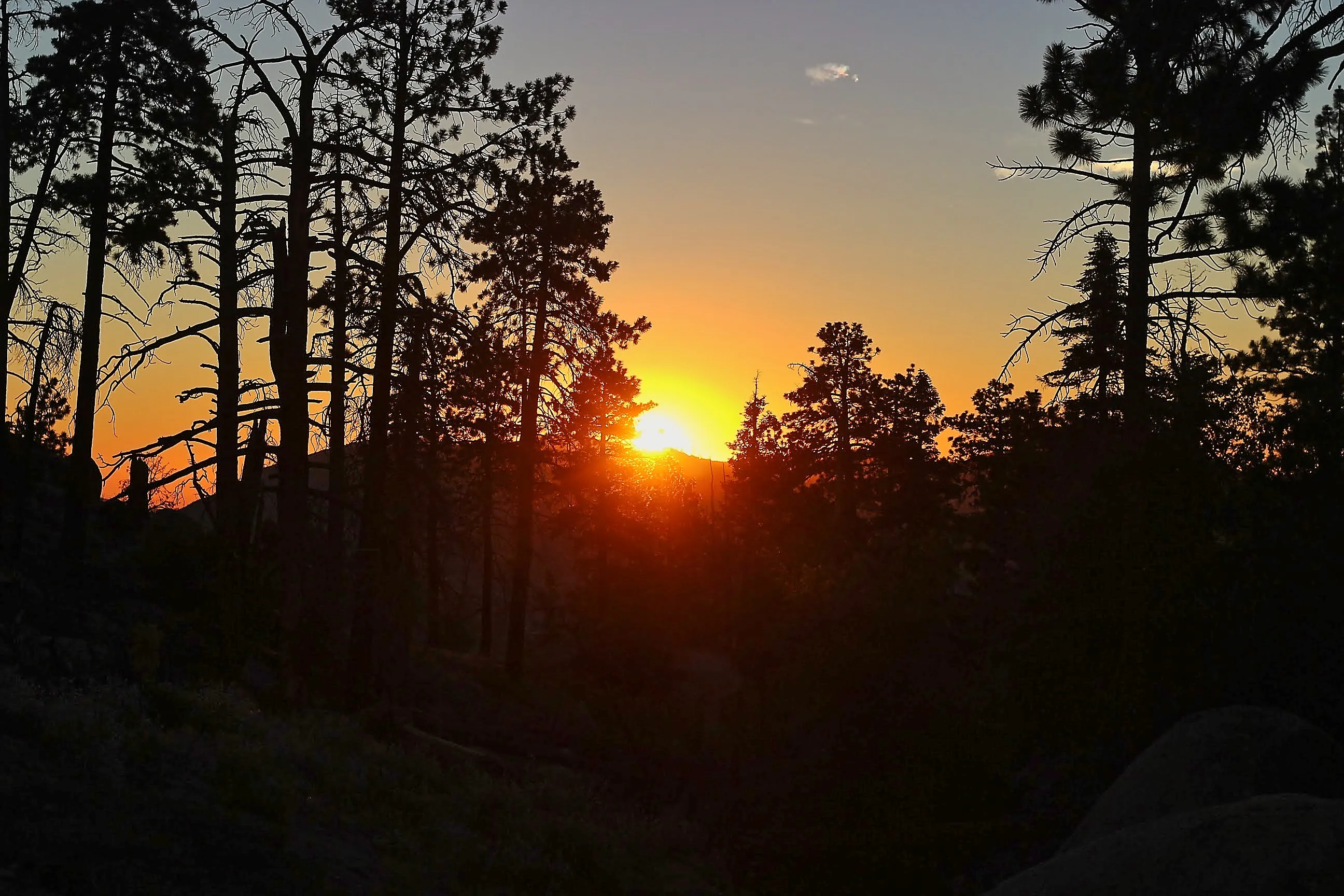 Sunburst through silhouetted pines at sunset on a Big Bear mountain hike.