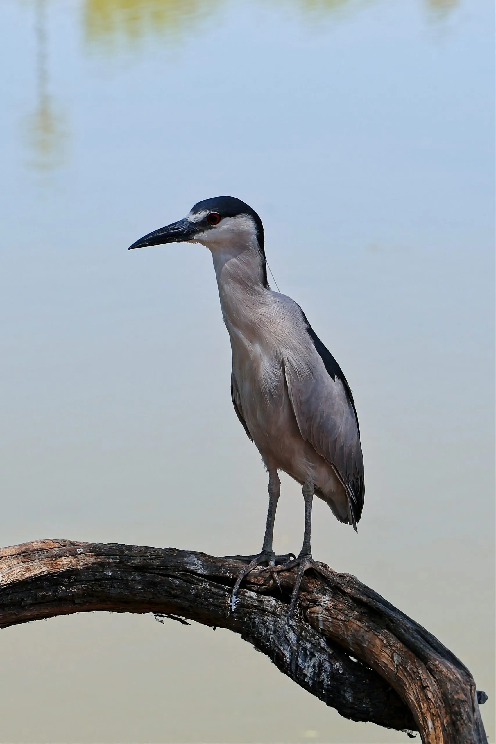 Black-crowned night-heron perched on a curved branch over calm water in San Diego.