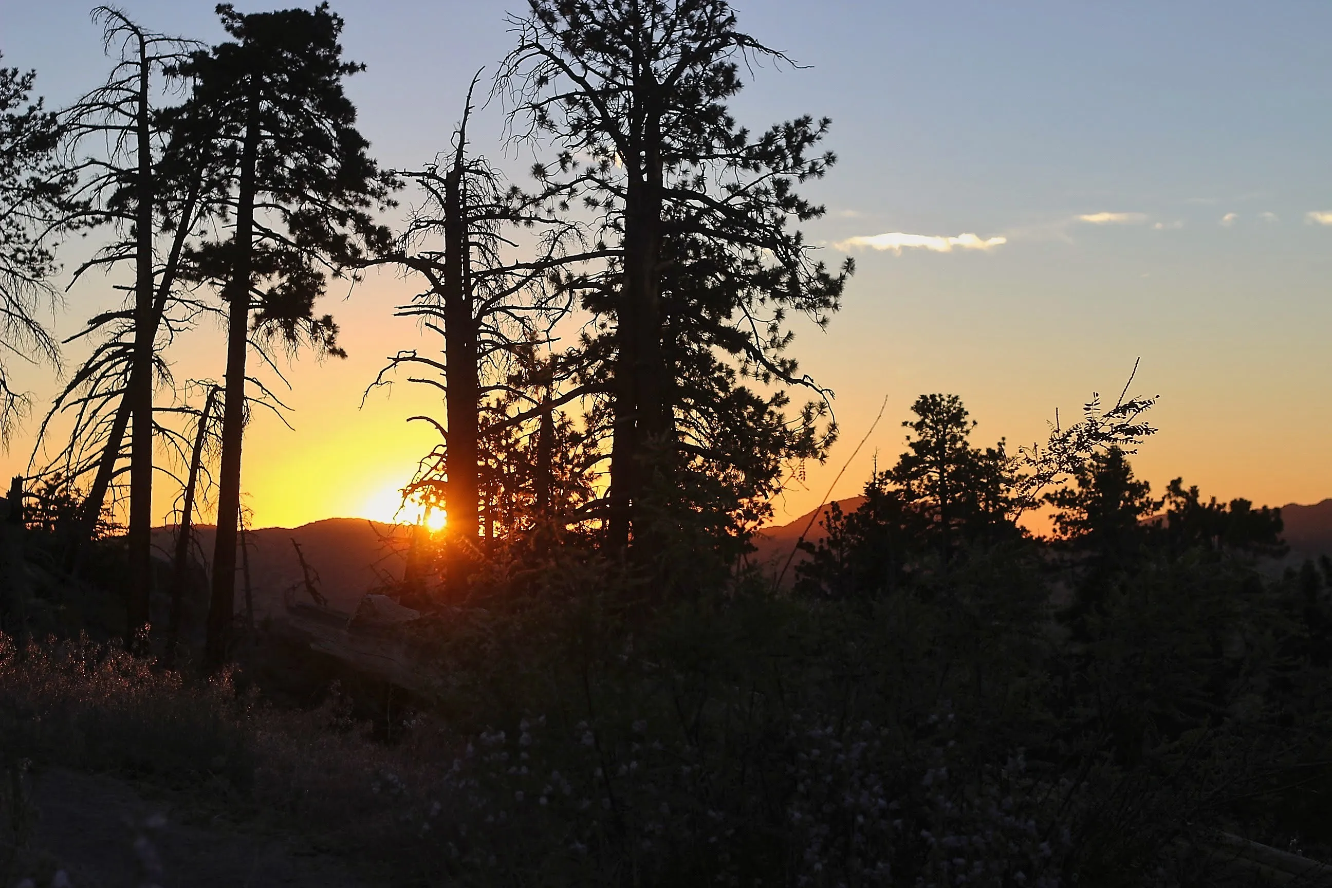 Setting sun behind a pine tree on rolling ridges at Big Bear.