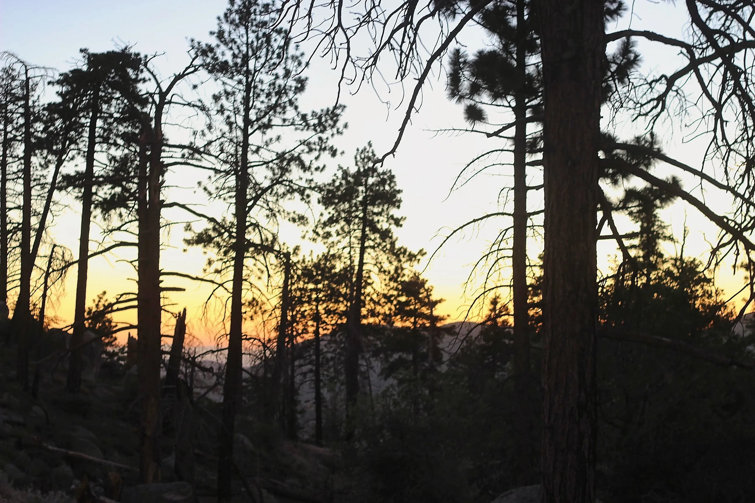 Silhouetted pines framing an orange sunset over Big Bear mountains.