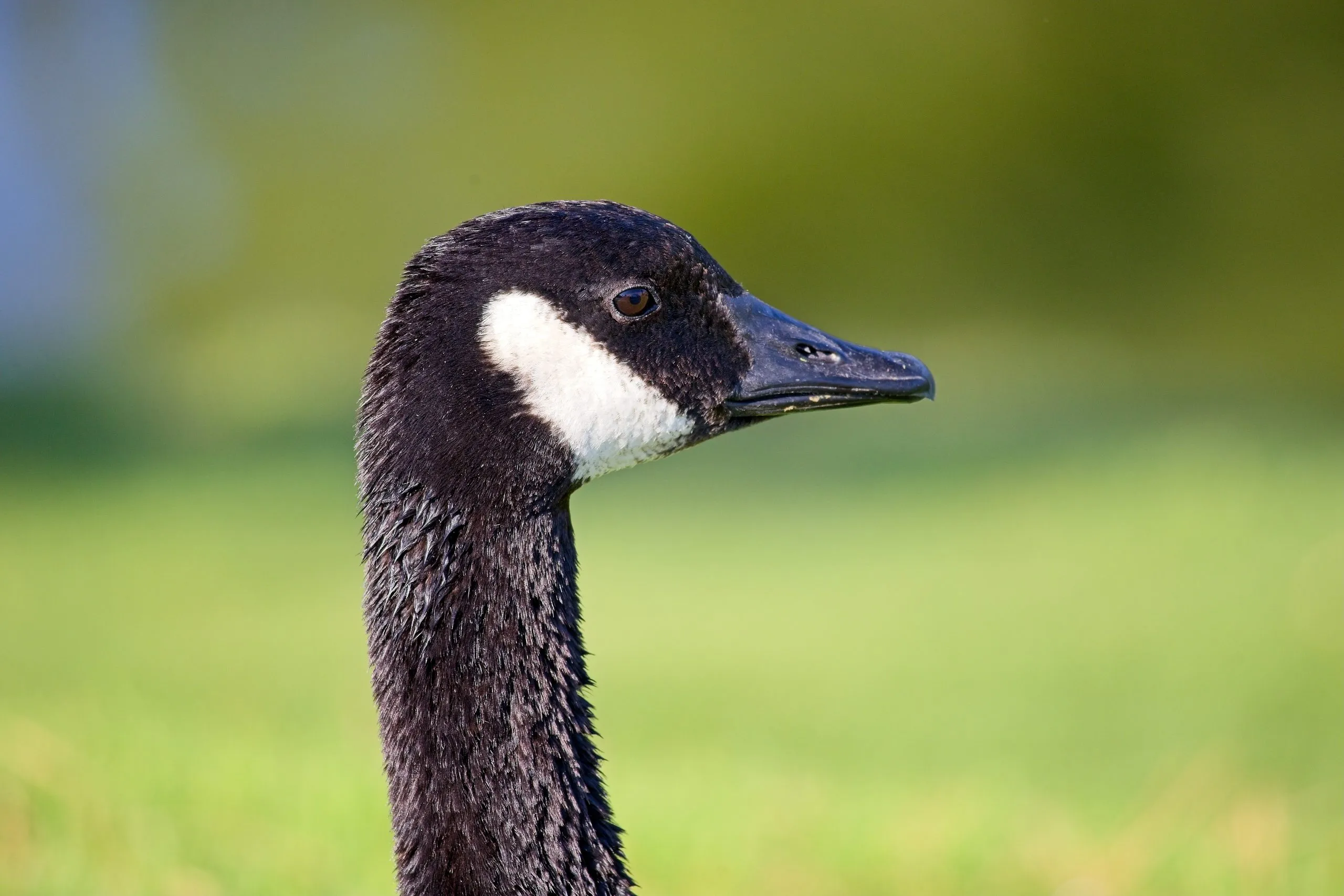 Close-up profile of a Canada goose with white cheek patch in San Diego, California.