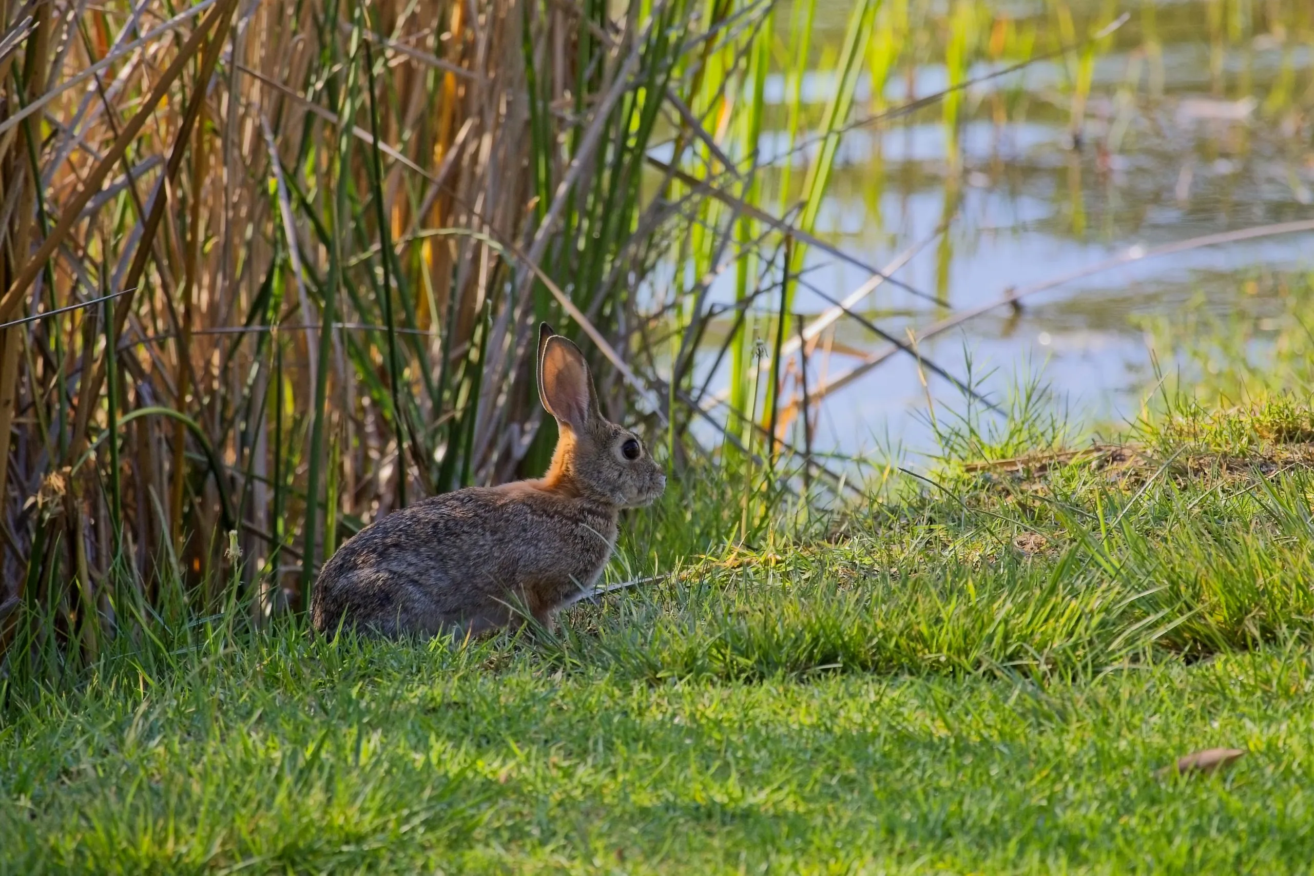 Desert cottontail sitting on a grassy bank beside reeds and water in San Diego.