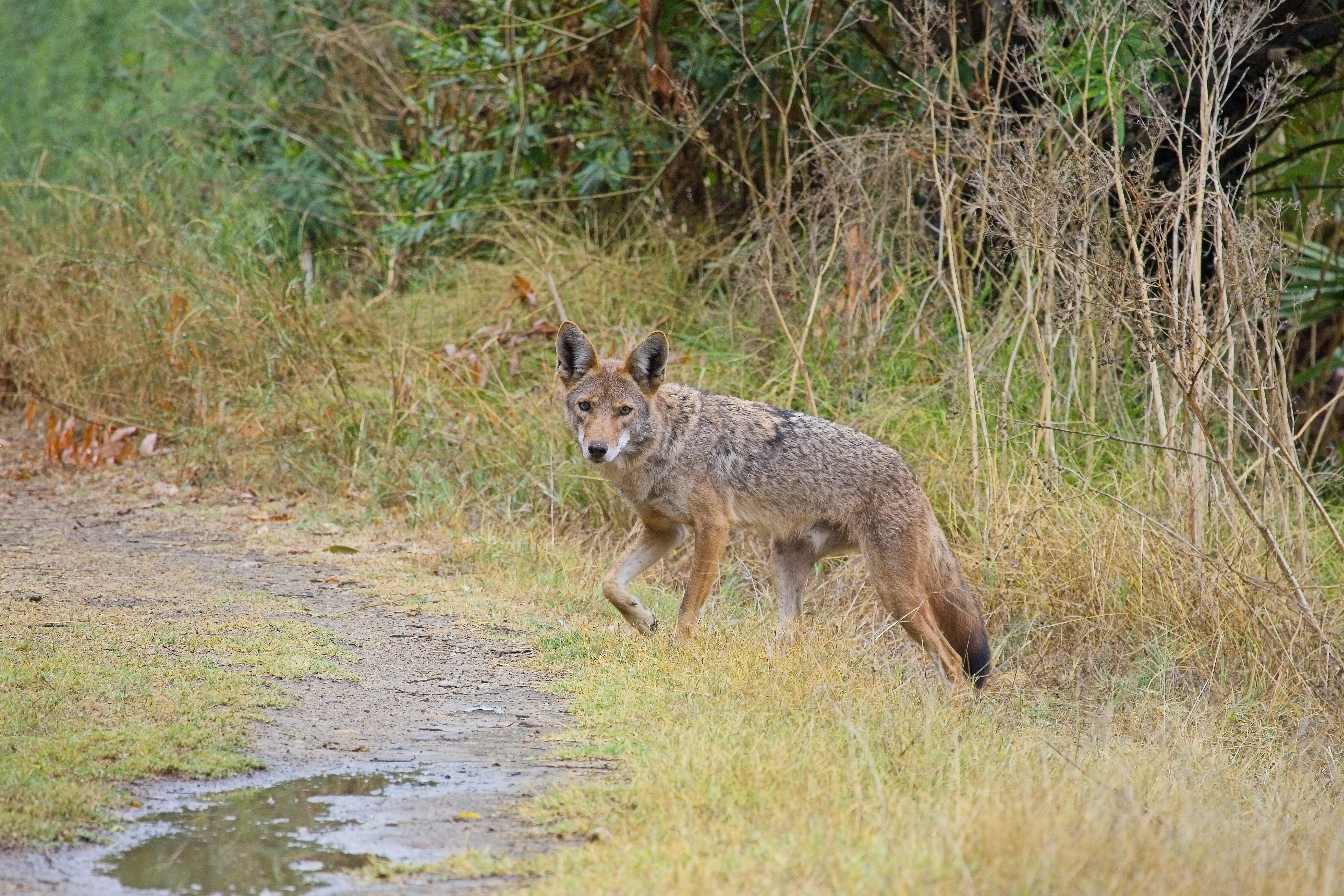 Coyote stepping onto a muddy path from tall grass near Mission Trails, San Diego.