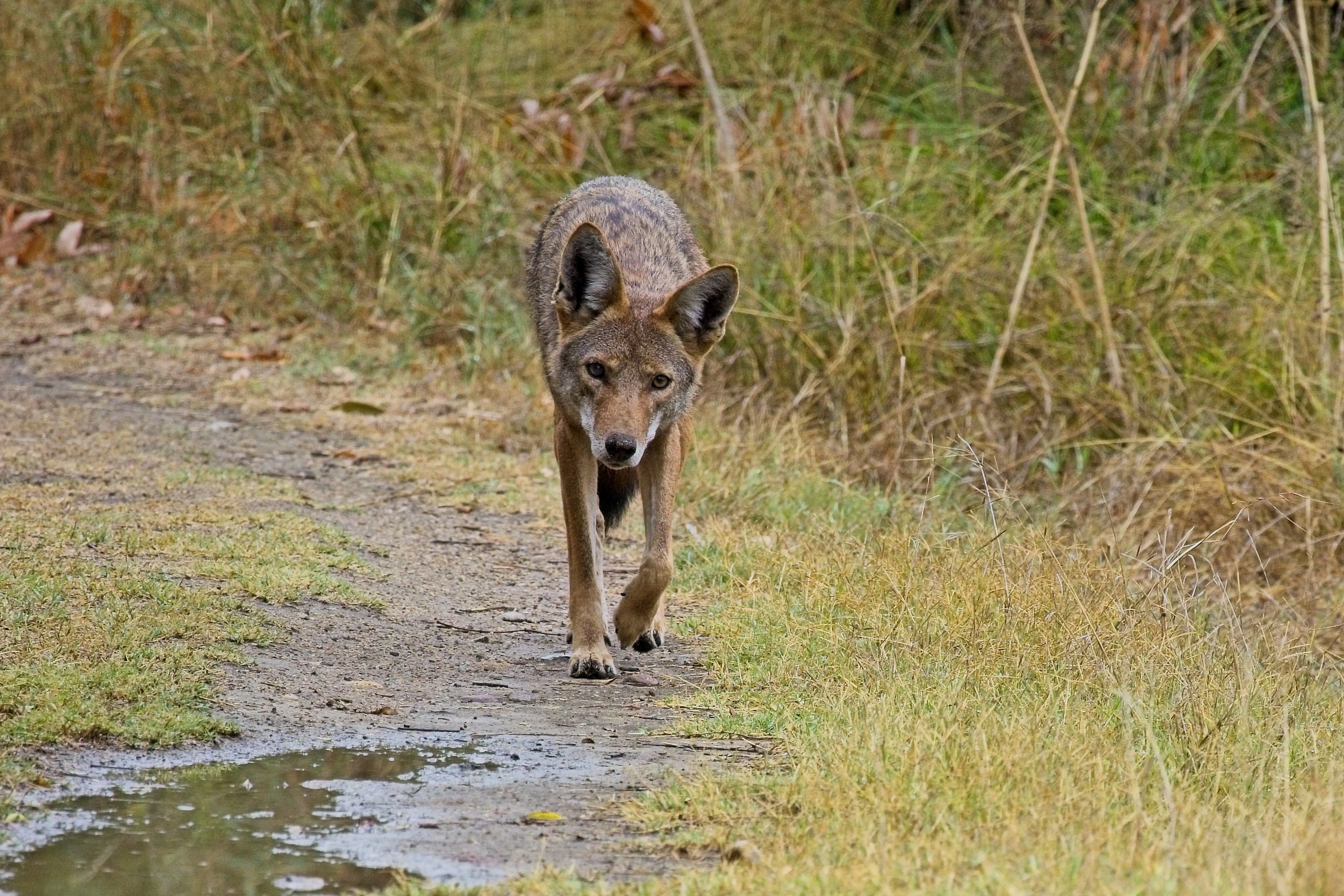 Coyote walking toward the camera on a dirt path near Mission Trails, San Diego.