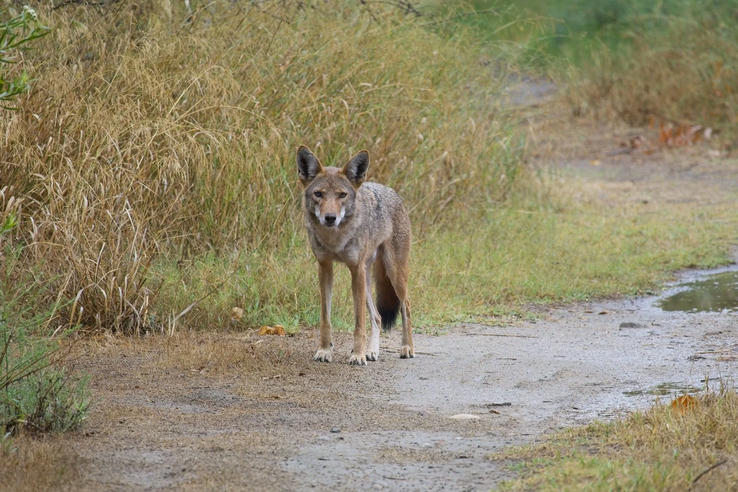 Coyote photographed on dirt trails near Mission Trails Regional Park in San Diego, California.