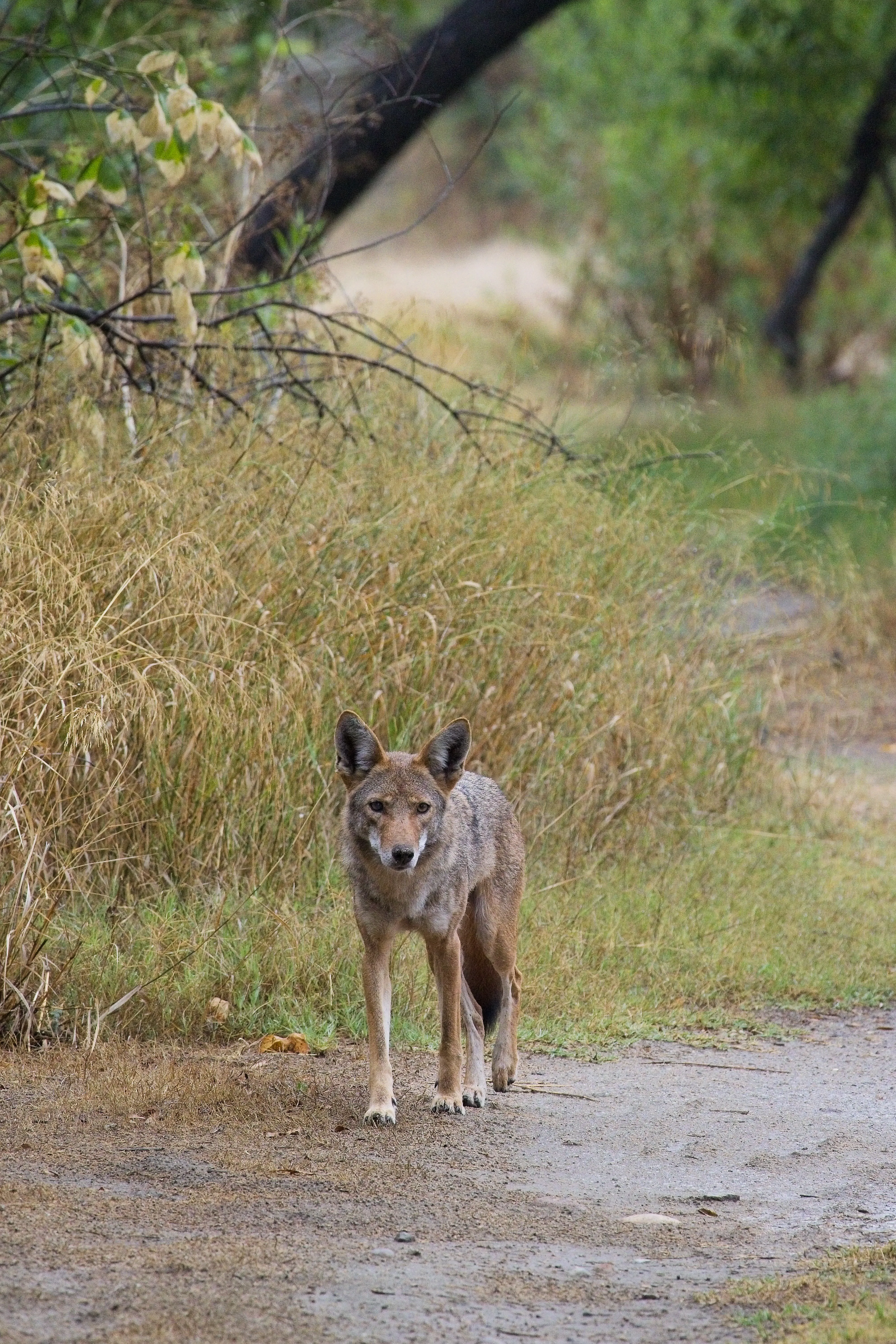 Coyote standing alert on a gravel path flanked by tall grass near Mission Trails.
