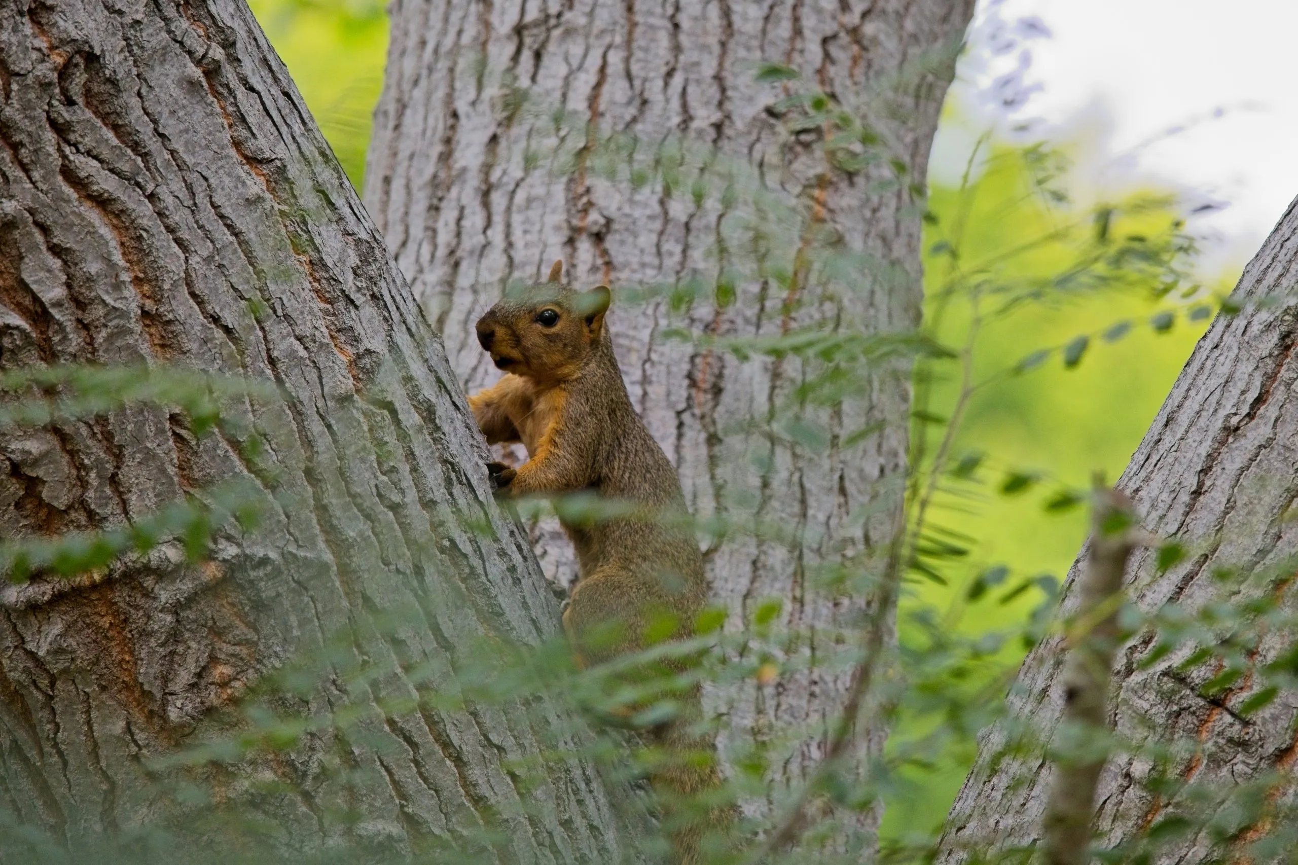 Eastern Fox Squirrel in San Diego, CA climbing a tree trunk.