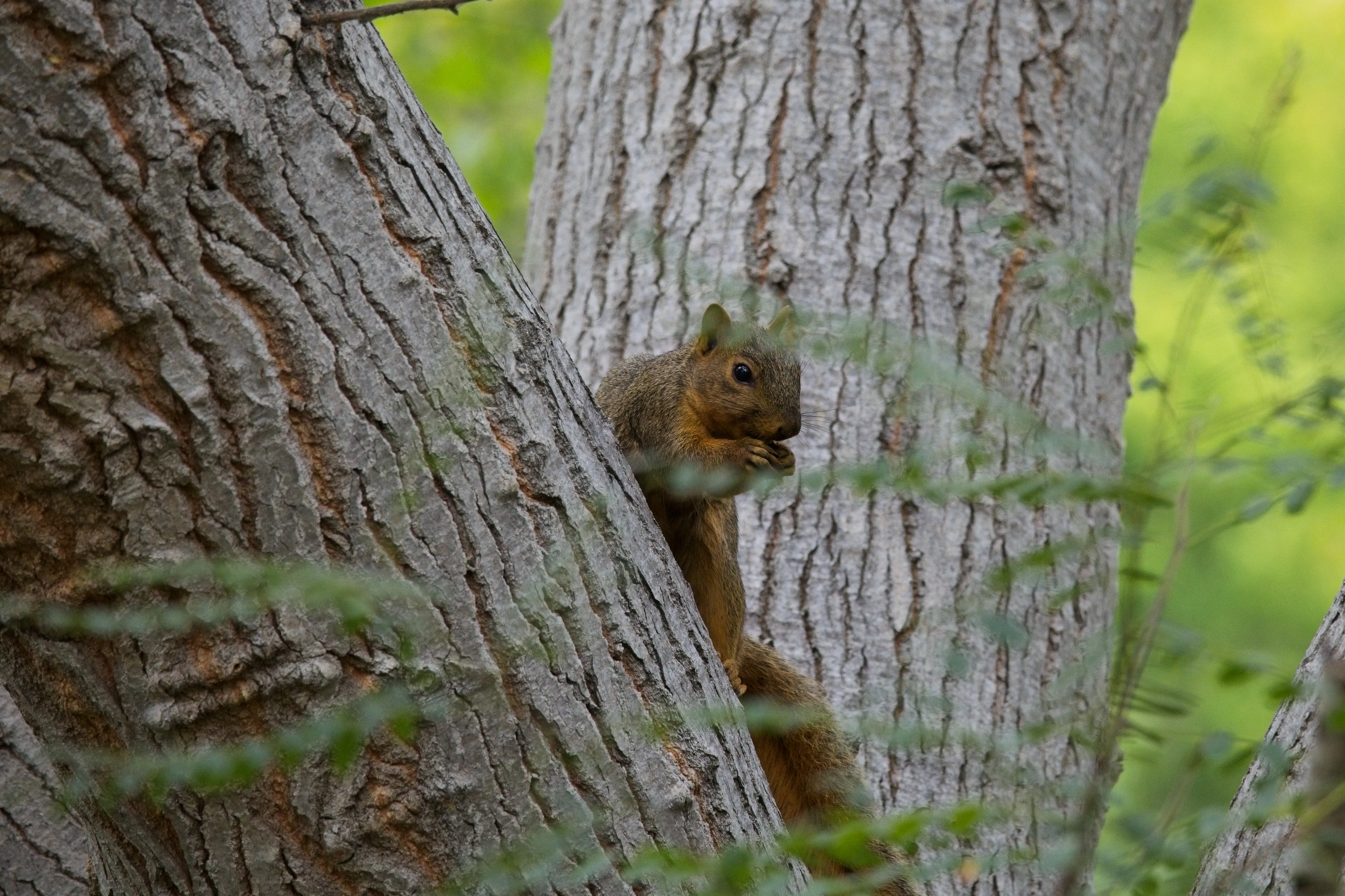 Eastern fox squirrel eating while perched on a tree trunk in San Diego.