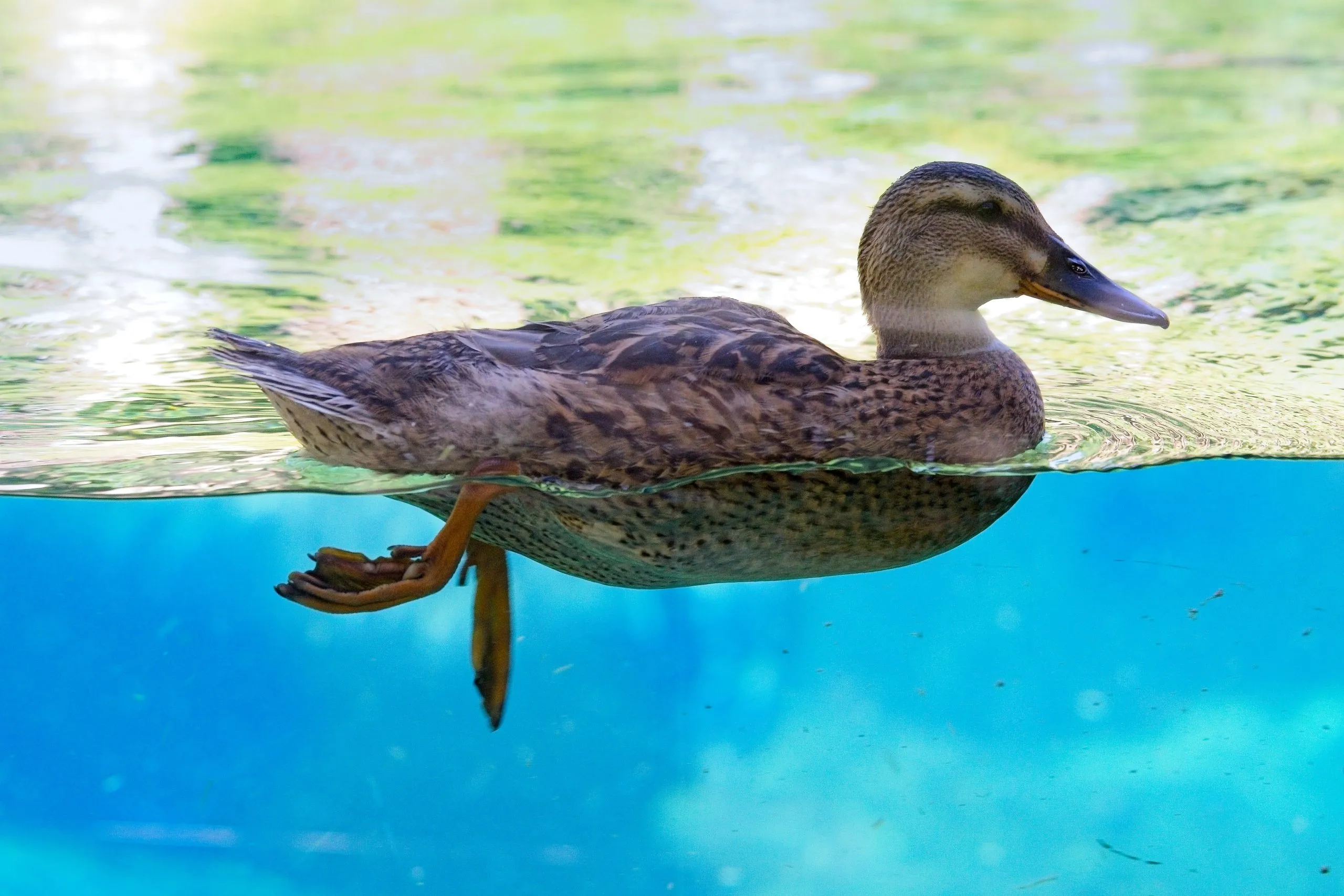 Female mallard duck swimming with head above water and feet paddling below, San Diego Zoo.