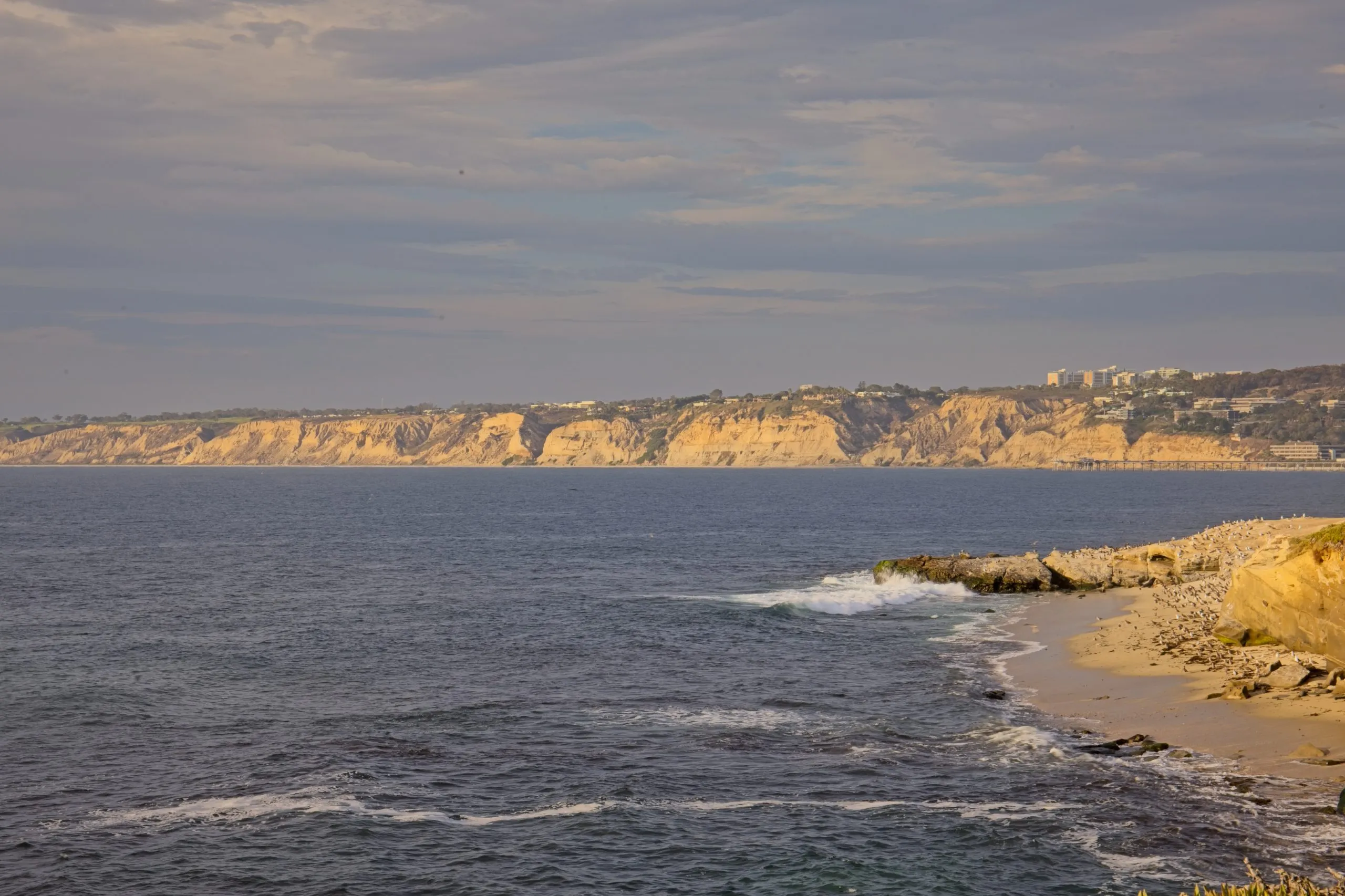 Sea lions resting on rocks and beach at La Jolla Cove, San Diego, California.