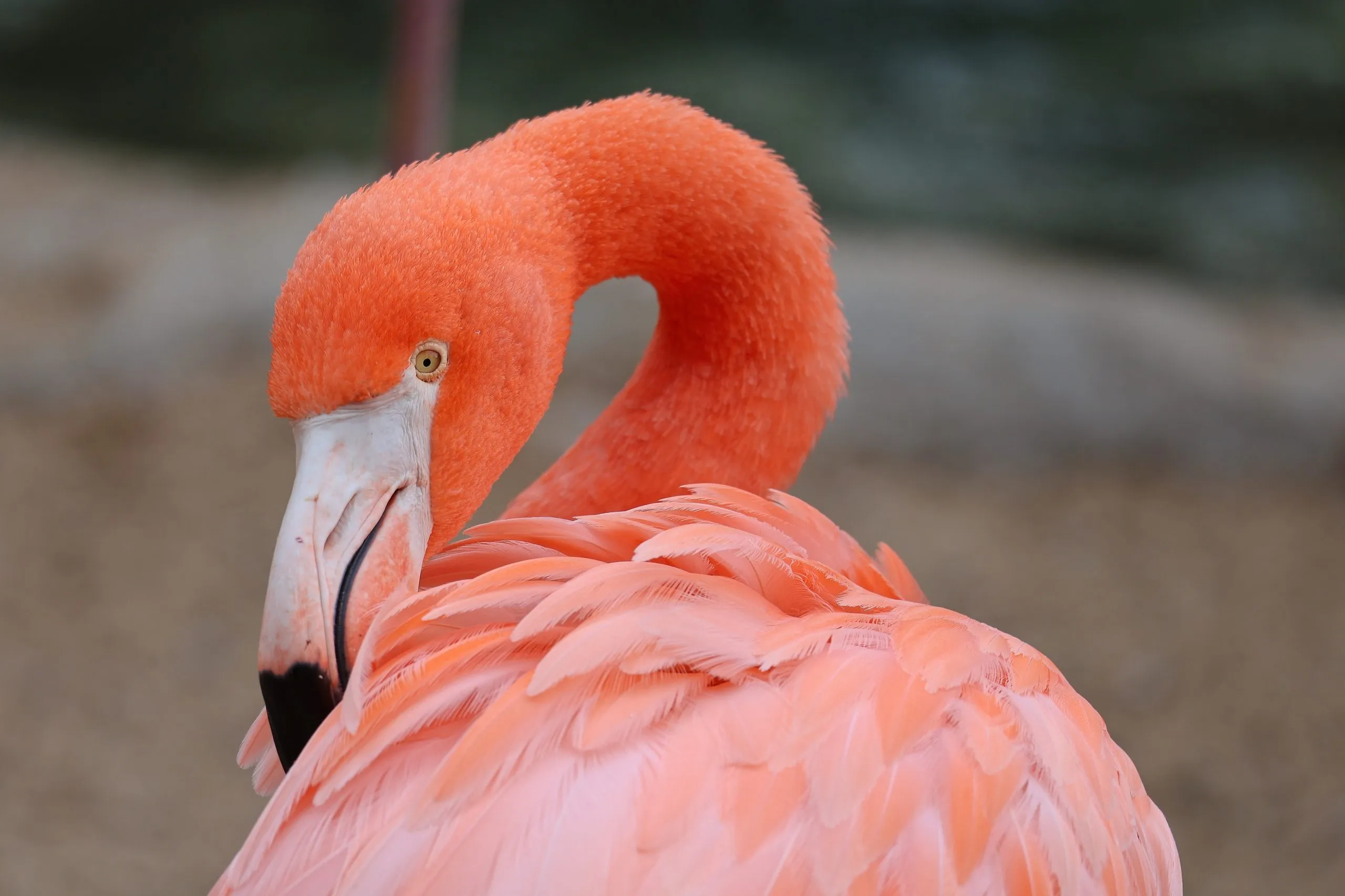 Flamingo with neck curved and head tucked into its feathers at the San Diego Zoo.