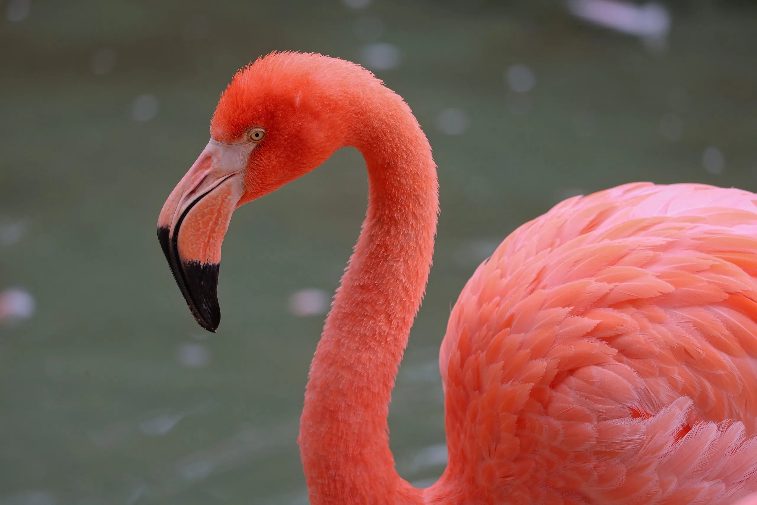 Flamingo in profile showing curved black-tipped beak at the San Diego Zoo.