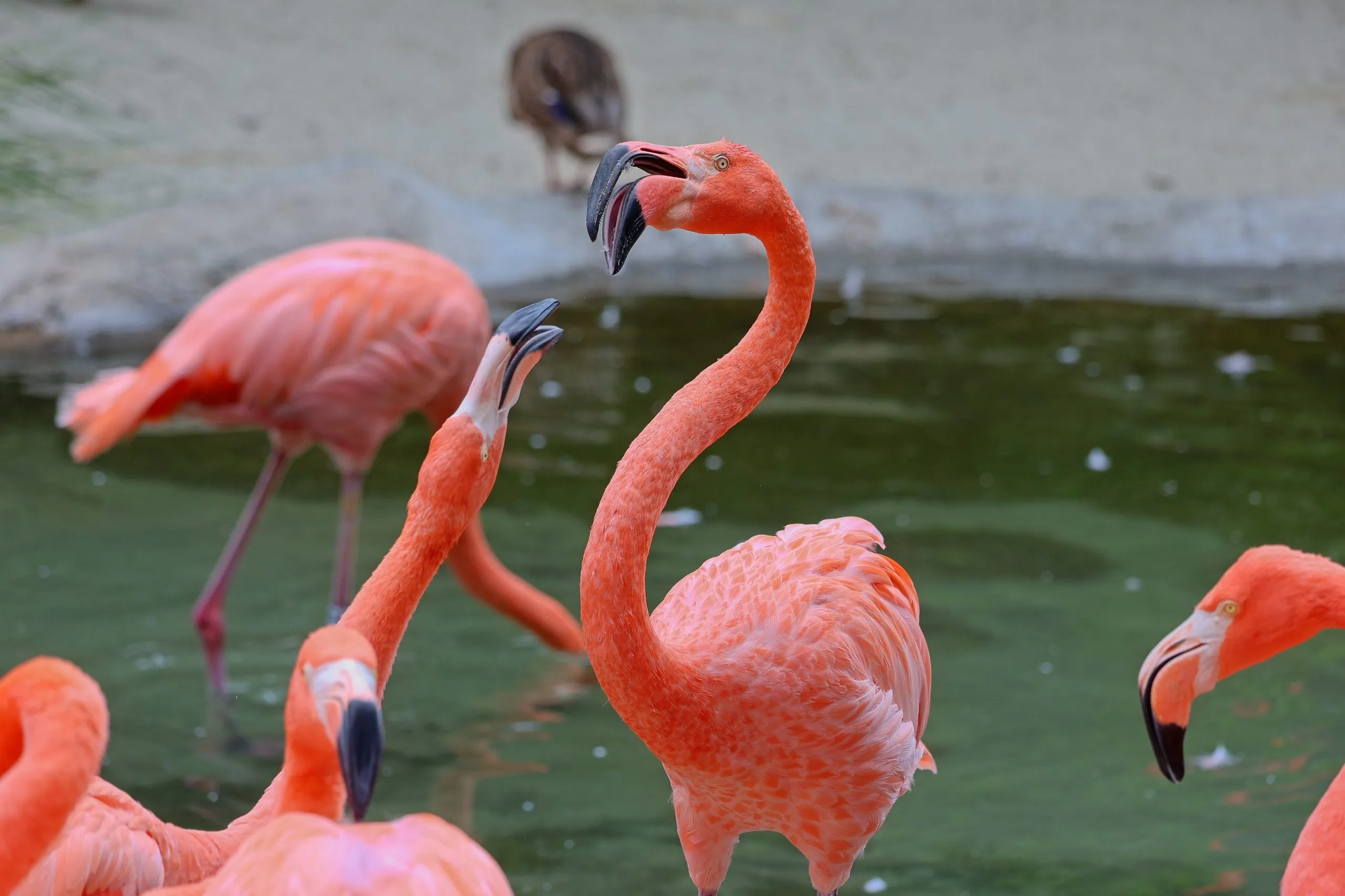 Two flamingos with necks raised and beaks open in a green pond at the San Diego Zoo.
