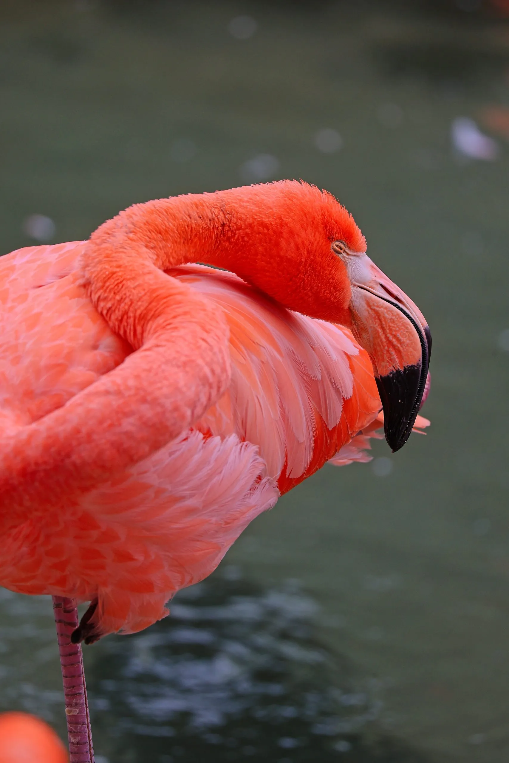 Flamingo resting with head tucked into pink feathers at the San Diego Zoo.